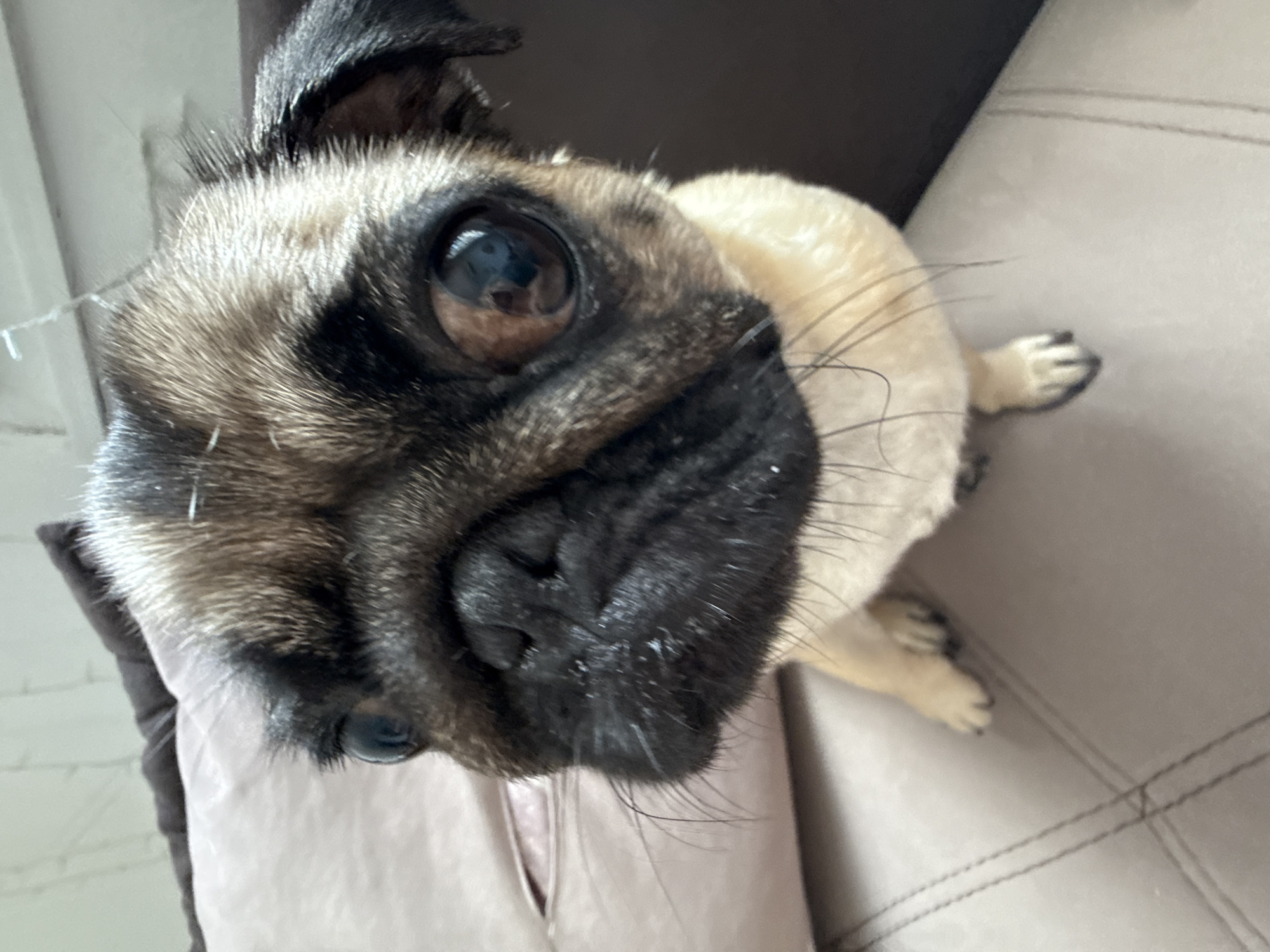 A close-up, eye-level shot shows a fawn-colored pug sitting on a textured, taupe-colored surface, possibly a couch or chair. The pug's head is turned slightly towards the camera, with its large, dark eyes prominent. Its muzzle is black and wrinkled, with long, sparse whiskers. The fur on its head is a mix of black and fawn. The background is blurred, showing a hint of a dark brown object on the right and a light-colored surface on the left, possibly a pillow or cushion. The overall lighting is soft, with the pug being well-illuminated. There are no discernible people or interactions in the image. The scene is indoors, with no specific city or location details available.