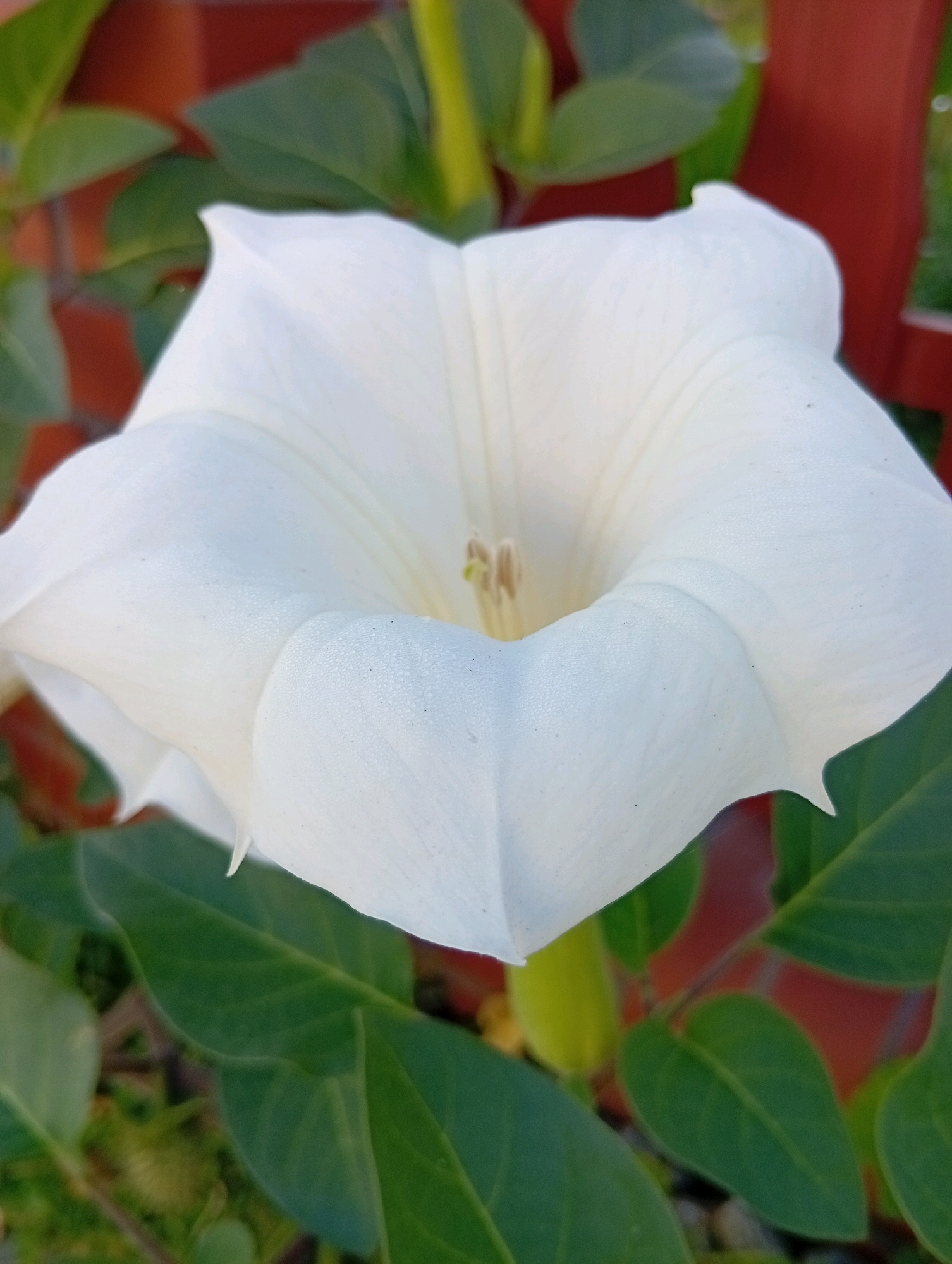 A close-up, slightly angled shot showcases a large, trumpet-shaped white flower. The flower's petals are delicate and appear slightly textured, with subtle veins visible. The center of the flower contains stamens, one of which is particularly prominent and pale yellow. Surrounding the bloom are several large, deep green leaves, some of which are partially obscured by the flower. In the background, a blurred red structure, likely a fence or wall, is visible, along with more out-of-focus greenery. The lighting suggests it is daytime, with soft light illuminating the flower. The scene appears to be outdoors, possibly in a garden or park setting. There are no people or animals present in the image. The location is identified as Mirków, Poland.