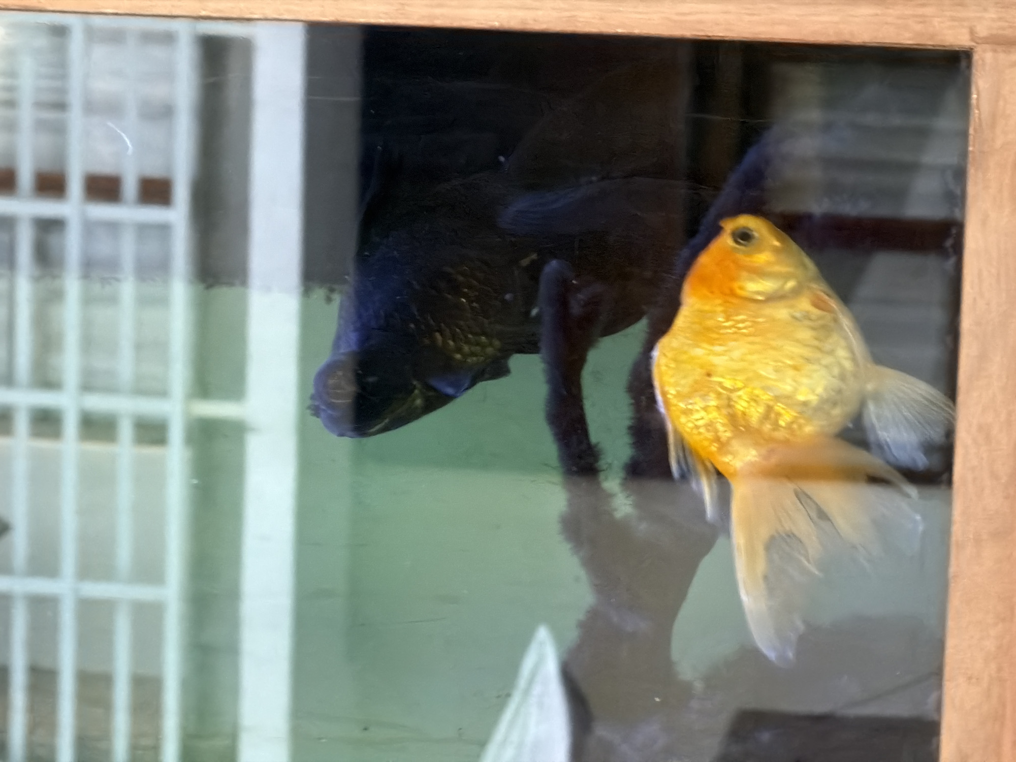 A goldfish is swimming in an aquarium with a black fish behind it. The aquarium is framed by wood. In the background, there is a blurred image of a window with white blinds. The scene appears to be indoors, likely in a residential setting. There is no indication of the location in Kuta Selatan, Indonesia.