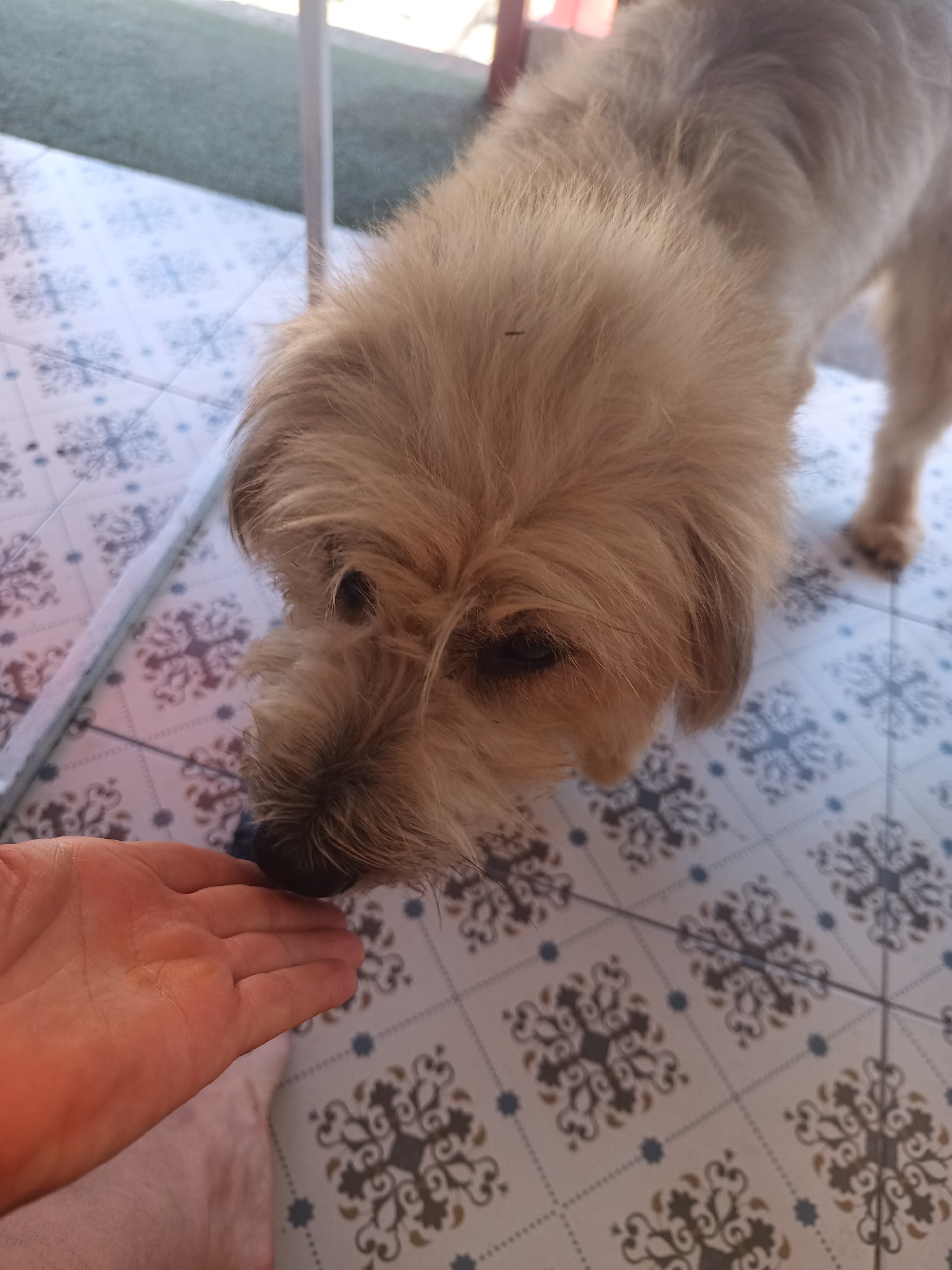A light-brown, medium-sized dog is being offered food from a person's outstretched hand, indoors on a tiled floor. The dog's nose is close to the person's hand. The location appears to be a covered patio or similar area, as evidenced by the indoor/outdoor tiling and partial view of a green area in the background. The location is ตำบลเกาะพะงัน, Thailand.