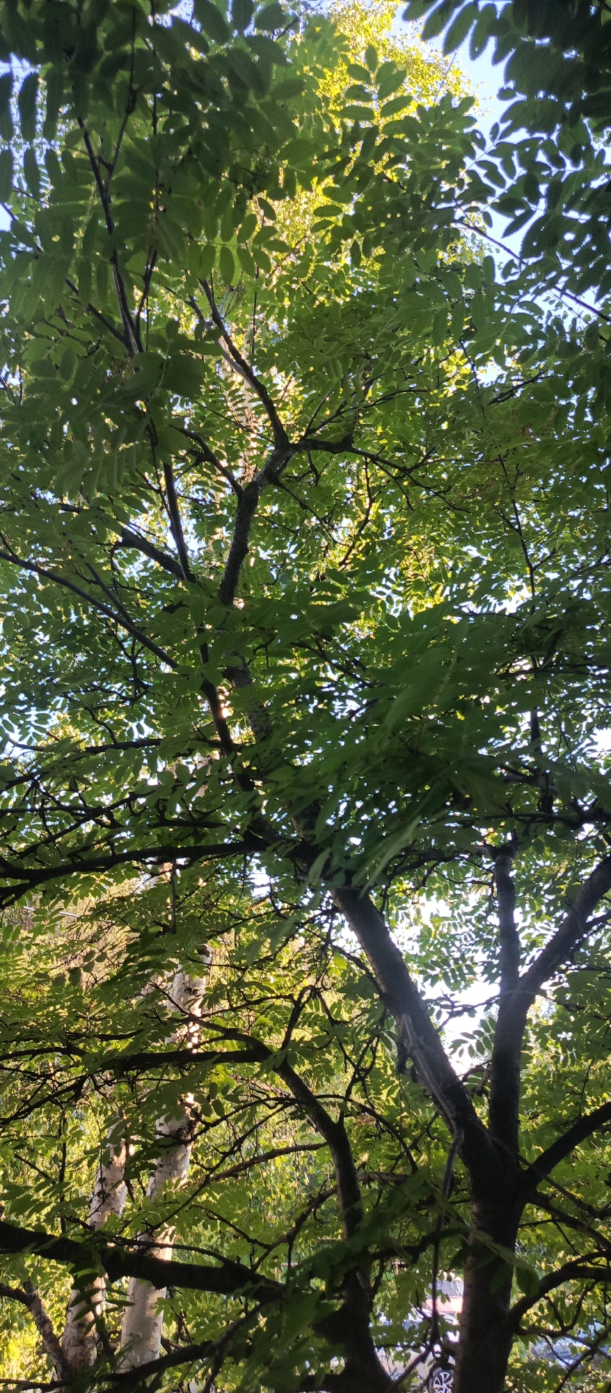 The image shows a low-angle view looking up into the canopy of a dense deciduous tree, likely in Polarnie Zori, Russia. The leaves are a vibrant green, obscuring much of the sky, which is a pale blue. Sunlight filters through the foliage, creating dappled light and highlighting the intricate network of branches. A lighter colored tree trunk, possibly birch, is visible in the background to the left, also surrounded by greenery. In the lower right portion of the image, the upper parts of a dark-colored vehicle, likely a car, are visible behind the tree, suggesting an urban or suburban setting. There are no people or animals clearly visible in the frame. The overall impression is one of lush summer foliage and the play of light through the leaves.