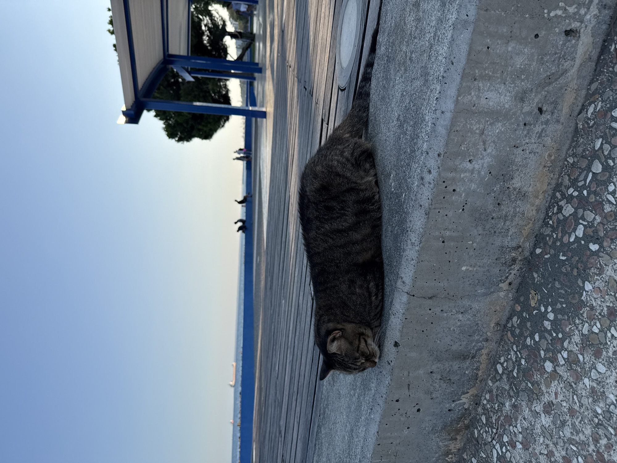 A tabby cat is sleeping on a concrete curb next to a wooden boardwalk. The boardwalk runs parallel to the sea, which is visible in the background. There are a few people walking on the boardwalk and a few boats in the distance on the sea. A large blue and white canopy structure with trees behind it is also visible. The sky is clear and blue. This scene is likely along the Limassol promenade in Limassol, Cyprus.