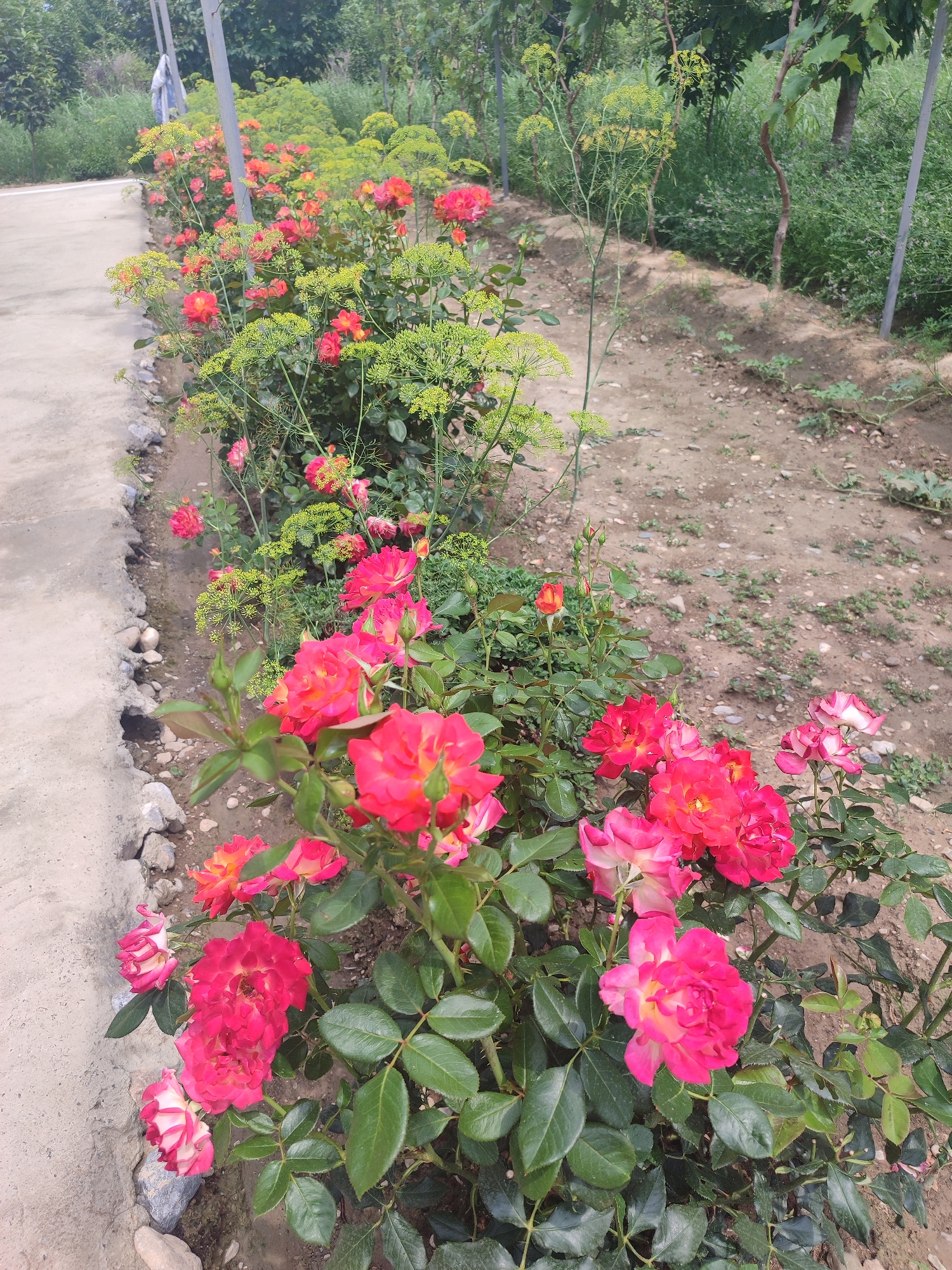 The image depicts a row of vibrant pink and orange roses blooming alongside a concrete pathway in a garden. The roses are in various stages of bloom, with some fully open and others still in bud. The pathway is bordered by rough, light-colored stones and dirt. Beyond the flowers, a patch of dry, brown earth is visible, interspersed with small green plants. In the background, lush green foliage and trees create a natural backdrop. The scene is set outdoors, under natural lighting, suggesting it was taken during the daytime. The overall impression is one of a well-tended garden, possibly in the city of Жаңы-Абад, Kyrgyzstan, given the context provided. There are no people or animals visible in the frame.