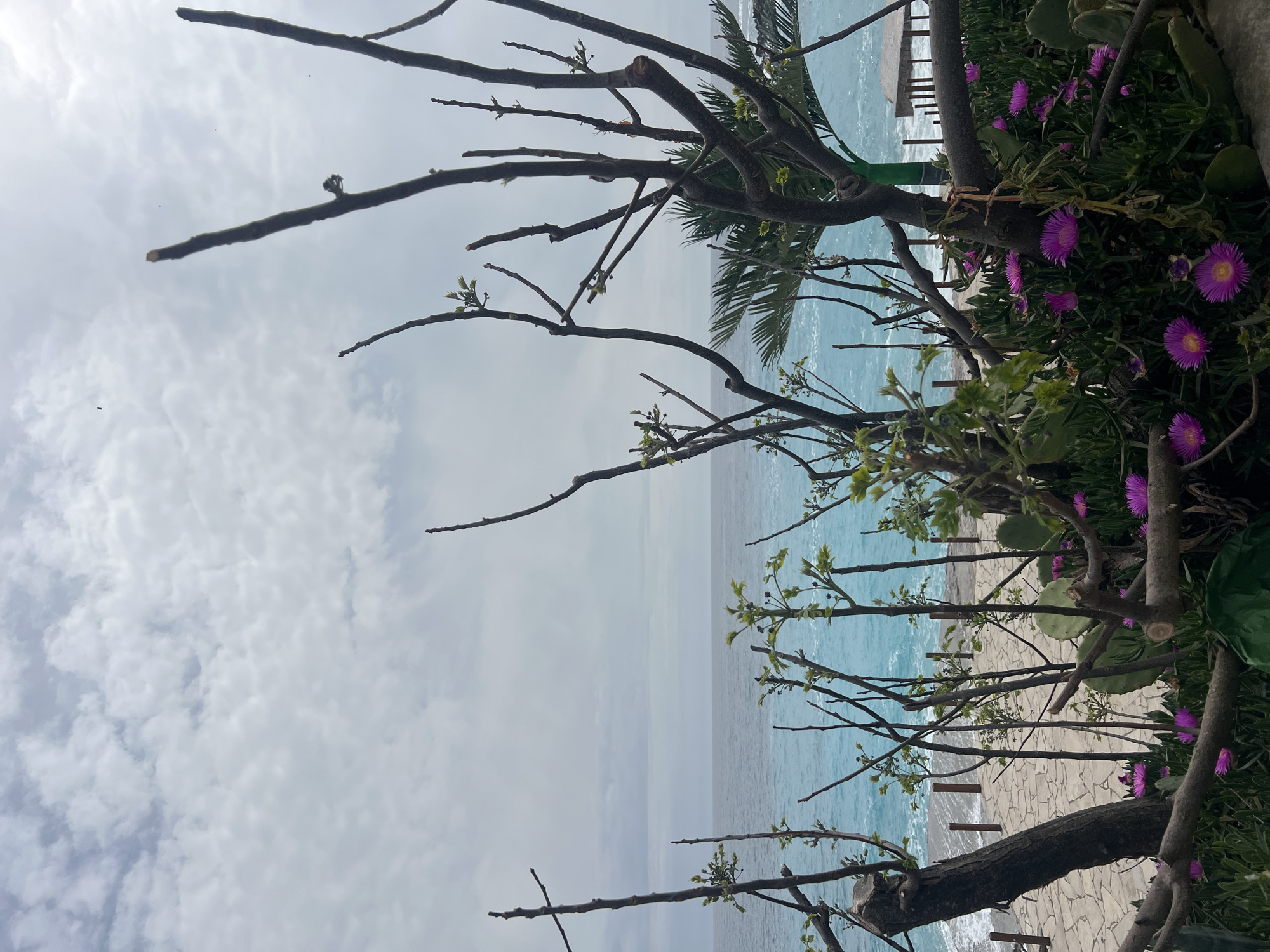 The image depicts a coastal scene in Visnjeva, Montenegro. The foreground is dominated by bare tree branches with some budding leaves, interspersed with purple flowers and greenery growing along a stone walkway. Beyond the walkway, the turquoise sea stretches out to meet a cloudy, overcast sky. A few pilings are visible in the sea, suggesting a small pier or dock. No people are visible in the frame.