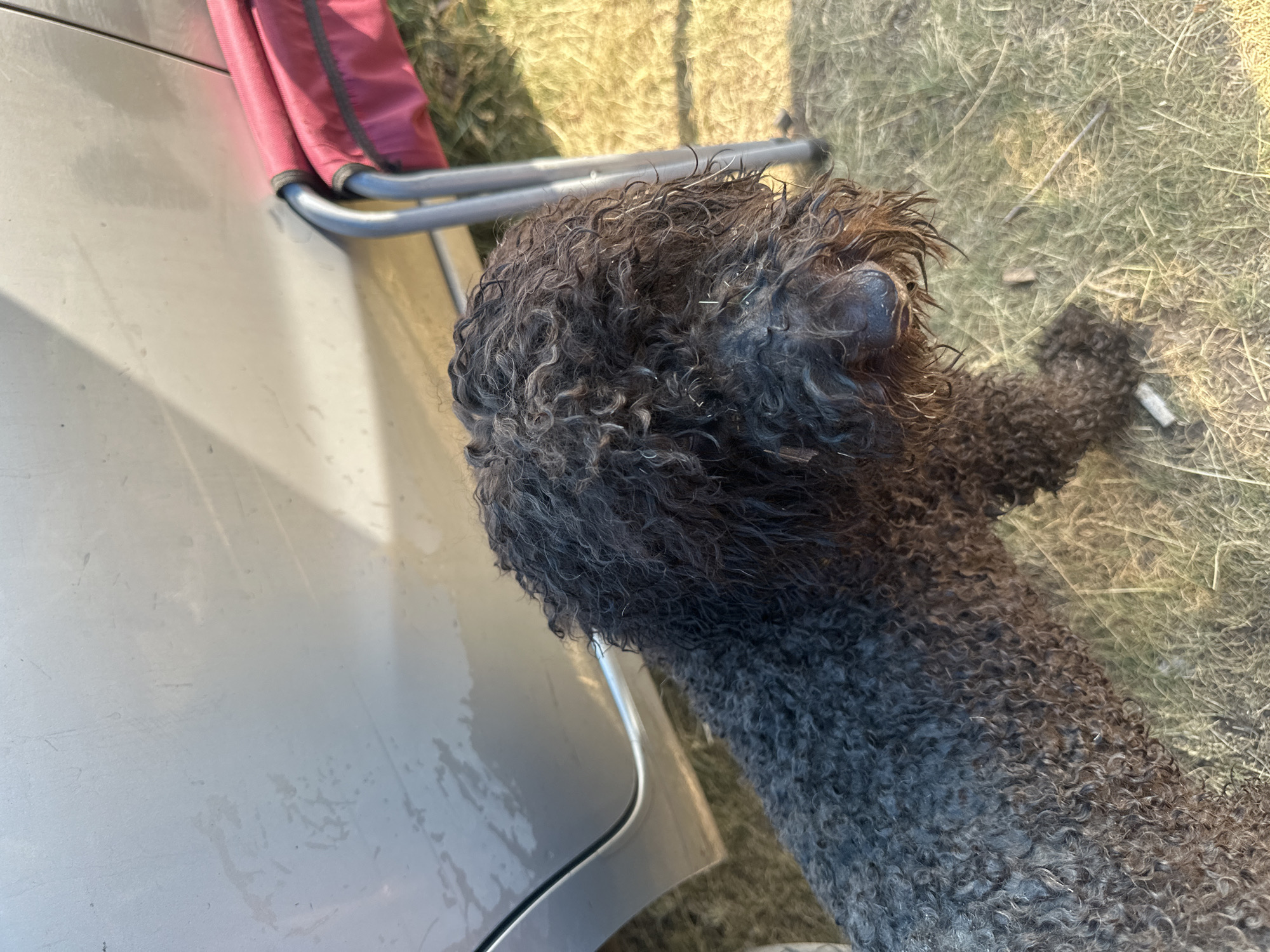 The image shows a brown, curly-haired dog with its head bent down. The dog appears to be next to a silver car, with a portion of a red chair visible to the left. The ground is covered in dry grass. The lighting suggests it is daytime, possibly late afternoon due to the shadows. The scene appears to be outdoors, in a rural or grassy area, consistent with a location like Novonikolaevka, Russia. There is no visible text in the image.