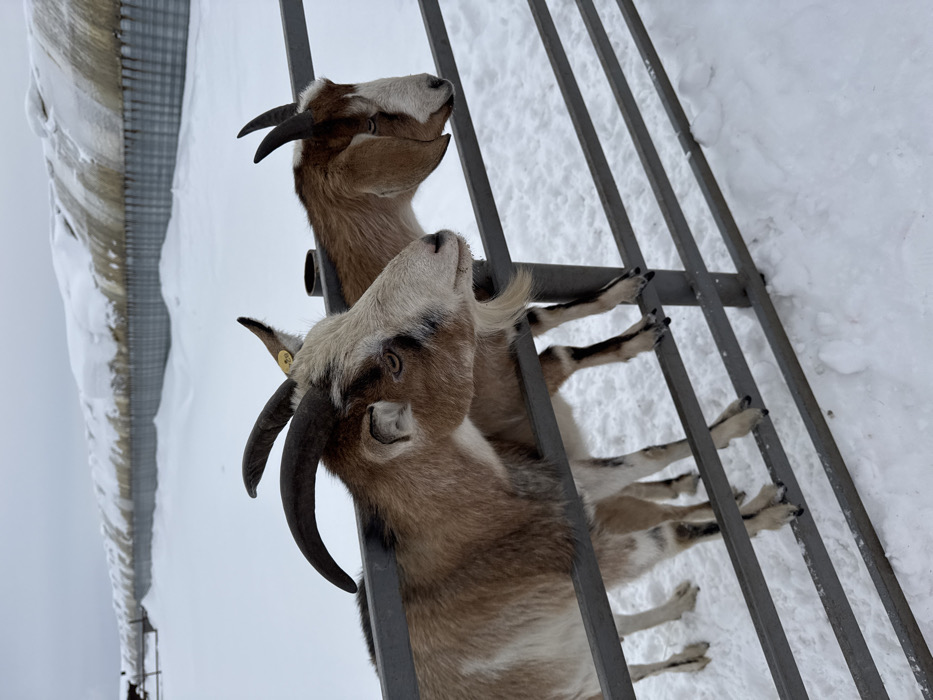 The image depicts two goats within a snow-covered outdoor enclosure in Zaosinovo, Russia, under an overcast sky. In the foreground, a multi-bar metal fence separates the viewer from the animals. The ground is uniformly covered in a layer of white snow.
Two domestic goats are positioned with their heads and necks extending over the top horizontal bar of the metal fence. Their front hooves are resting on the second horizontal bar from the top. The goat on the left, more prominent and partially facing right, possesses a tan and white coat, dark curved horns, a distinct white beard, and a yellow identification tag in its right ear. The second goat, positioned slightly behind and to the right, has a reddish-brown and white coat, shorter dark horns, and faces the same direction as the first.
In the background, beyond the snow-covered enclosure, a long, low-profile agricultural building, possibly a barn or greenhouse, is visible, with its roof covered in a thick layer of snow. The building's side appears to be constructed from corrugated metal or panels.