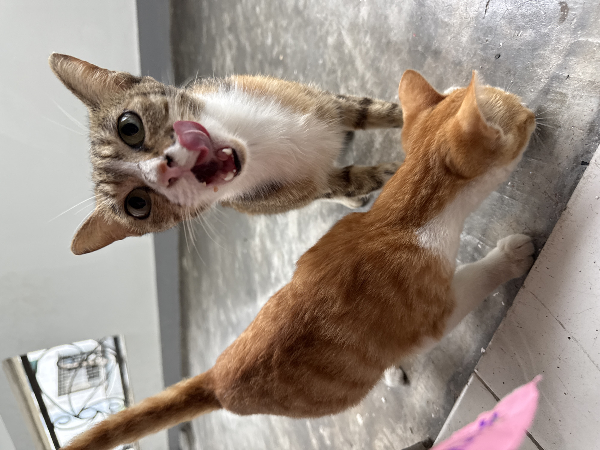 Two domestic cats are on a concrete floor near a window with ornate metal bars. One cat, an orange tabby with white markings, is in the foreground, bending down with its head lowered, possibly sniffing or eating something on the ground. Its tail is raised and curved. The second cat, a brown tabby with white markings, is in the background, looking directly at the camera with its tongue out, licking its lips. Its mouth is open, revealing its teeth and tongue. A pink object, possibly a toy or piece of plastic, is visible in the lower left corner of the image. The environment appears to be an indoor or semi-outdoor space with a grey concrete floor and a light-colored wall. The location is Nanshan District, China.