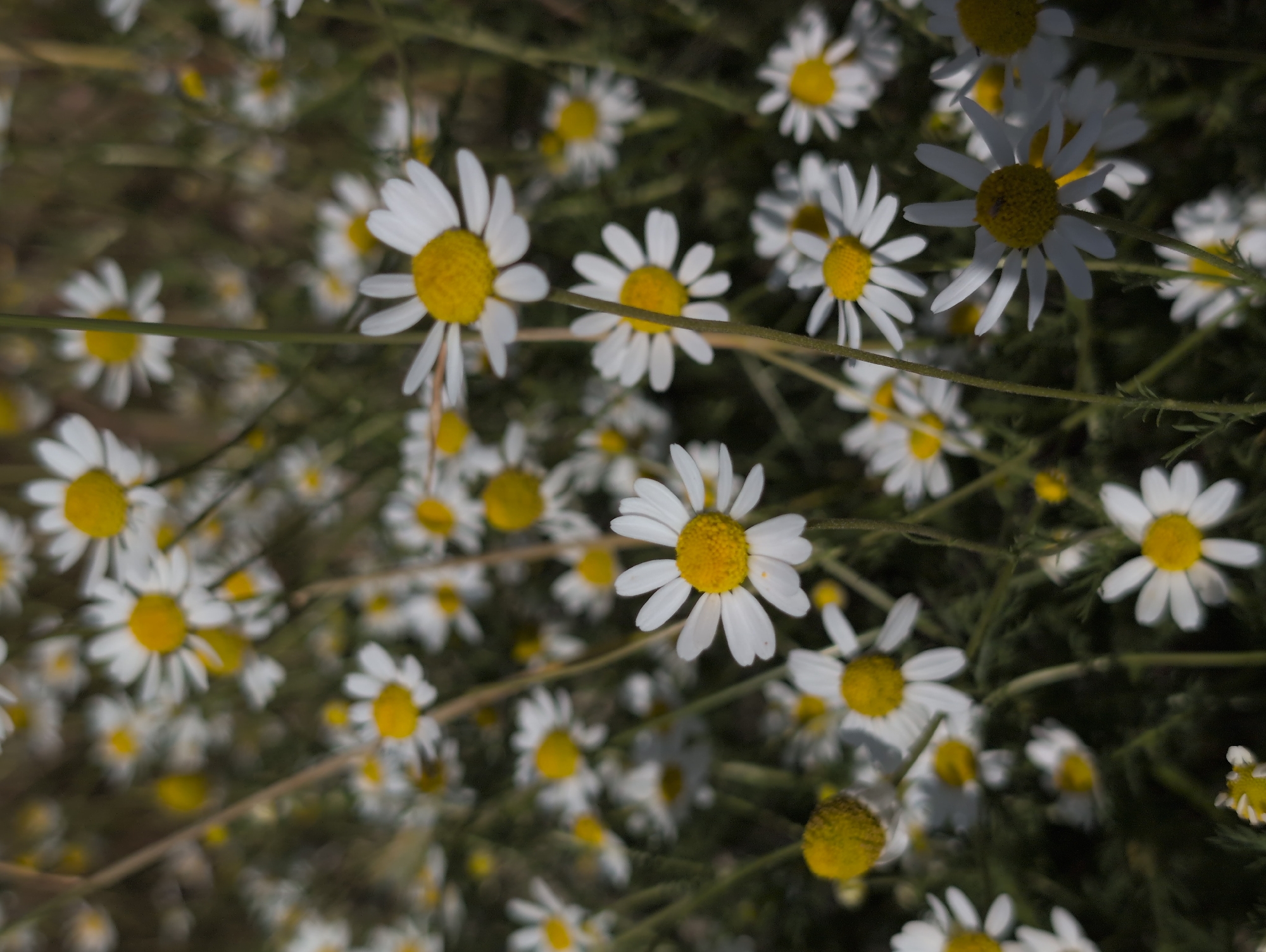 A close-up, ground-level shot captures a dense field of white and yellow daisies in soft focus. The flowers are the primary subject, with their delicate white petals fanning out from bright yellow centers. Some daisies are sharp and detailed, while others blur into the background, creating a dreamy, naturalistic effect. The lighting suggests it is daytime, with sunlight filtering through the petals and illuminating the centers. The background consists of blurred green foliage and a dark, indeterminate earth tone. The overall impression is one of abundant, natural beauty.
