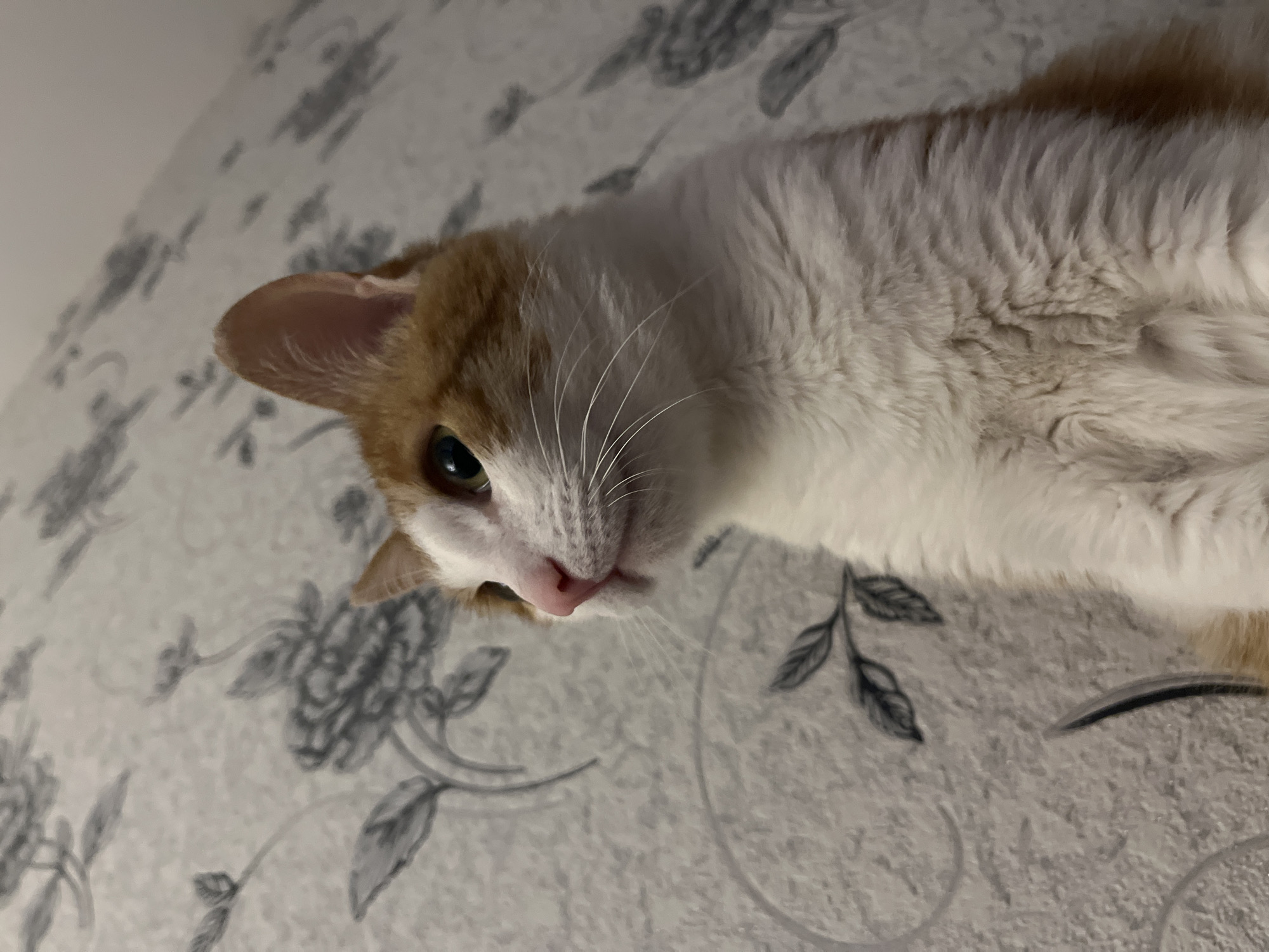 An orange and white cat is lying on a surface with a floral pattern. The cat is positioned in the upper right corner of the image, with its head angled downwards and facing towards the viewer. The cat has one green eye visible. The location is Chaikovsky, Russia.