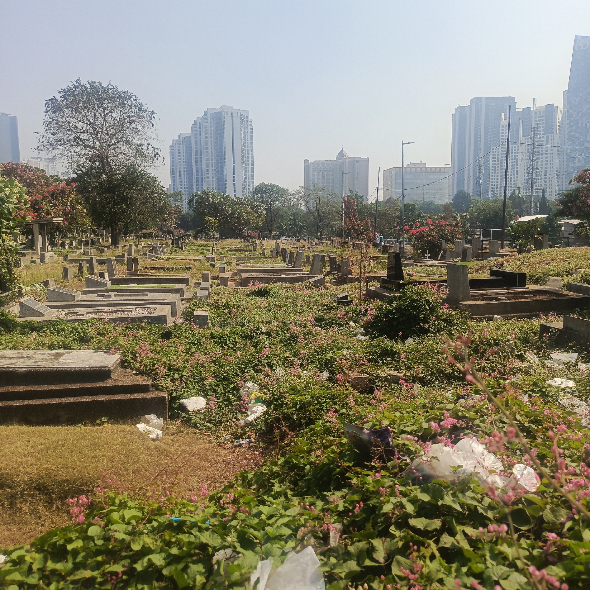 The image depicts a cemetery in South Jakarta, Indonesia, characterized by rows of tombstones and graves interspersed with overgrown vegetation and scattered litter. In the foreground, concrete structures of graves are visible, some with chipped edges and faded inscriptions. The ground is covered with a dense carpet of green plants adorned with small pink flowers. Piles of white plastic trash bags and other debris are evident amongst the foliage and graves, suggesting a lack of regular maintenance. In the background, several modern high-rise buildings rise above the trees, contrasting sharply with the historical and somber atmosphere of the cemetery. The sky is clear and bright, indicating a sunny day. There are no people clearly visible in the immediate vicinity of the graves.
