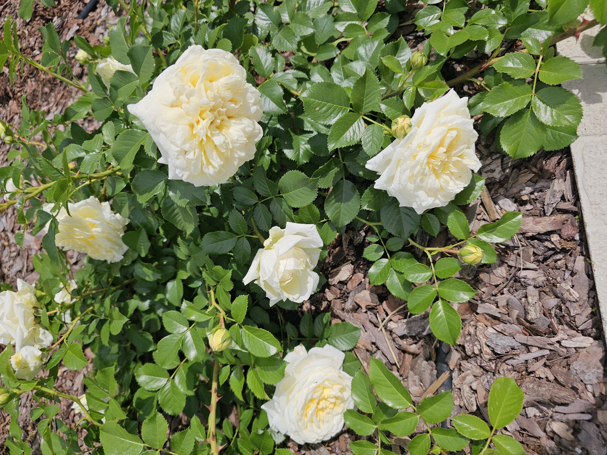 In a garden bed at "Berezka SNT" in Krasnogorsky District, Russia, a rose bush with multiple creamy white, fully bloomed flowers and several green buds is visible. The flowers are layered and ruffled in appearance, with some exhibiting hints of yellow in their centers. The bush is covered in abundant, dark green, serrated leaves. Thorny stems are also apparent. The ground beneath the bush is covered in shredded bark mulch, with some light-colored stones or concrete edge visible at the bottom of the frame. The scene is illuminated by natural sunlight.