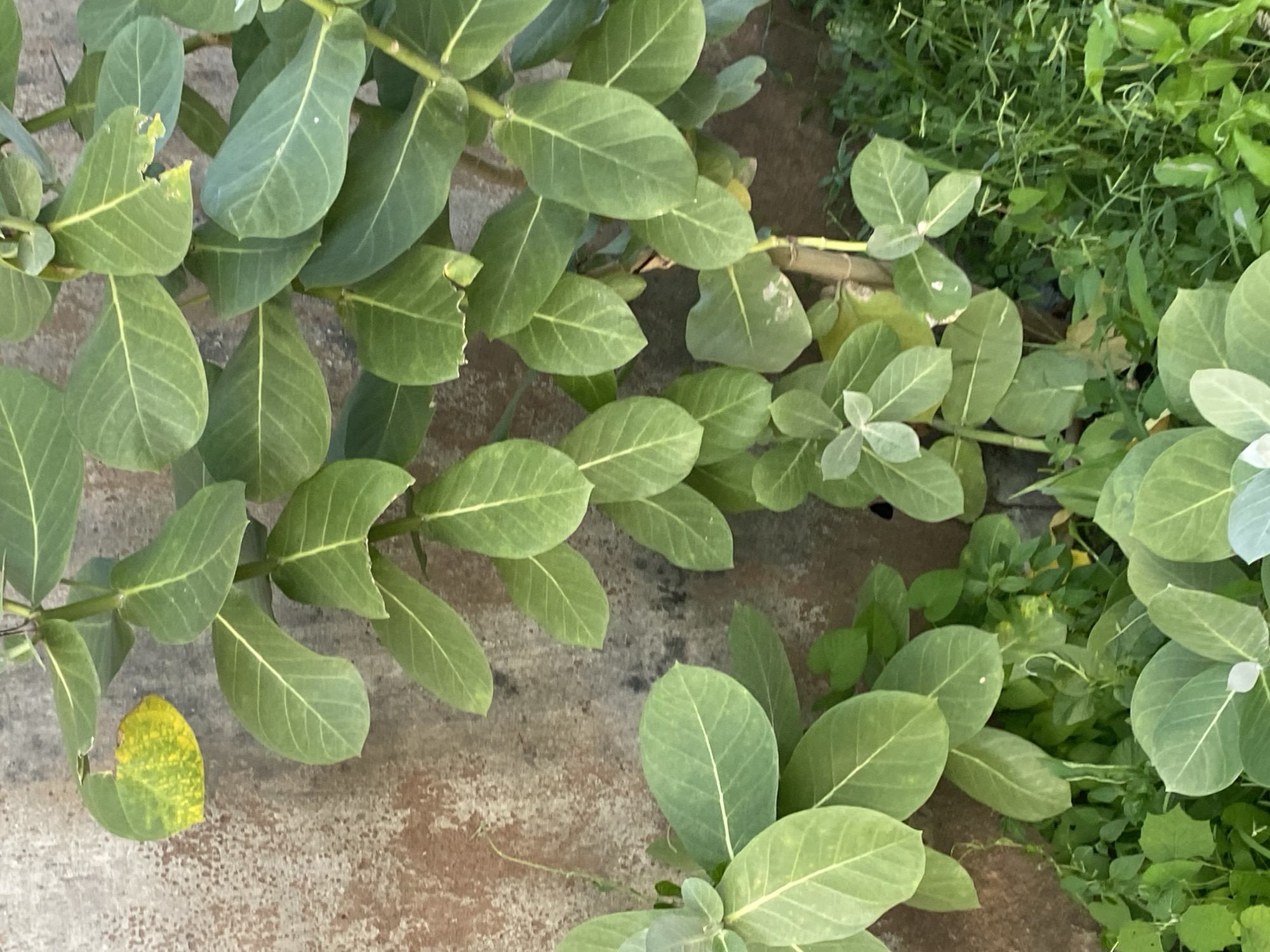 This is a close-up, eye-level, outdoor, medium shot of a plant with large, oval, green leaves and a textured, weathered, concrete wall in the background. The leaves are vibrant green with lighter green veins. Some leaves show signs of damage, with torn edges and yellowing patches. A single yellowed leaf is prominently visible on the upper left side. The wall is mottled with shades of brown and gray, and appears to have a rough, uneven surface. The lower portion of the image shows a dense undergrowth of smaller green plants and grass. The scene appears to be in Jauro Yinu, Nigeria, an arid region, suggesting the plant is hardy and adapted to such conditions. There are no people or animals visible in the image, and no discernible actions or interactions are taking place. The overall impression is one of natural growth against a rustic, man-made backdrop.