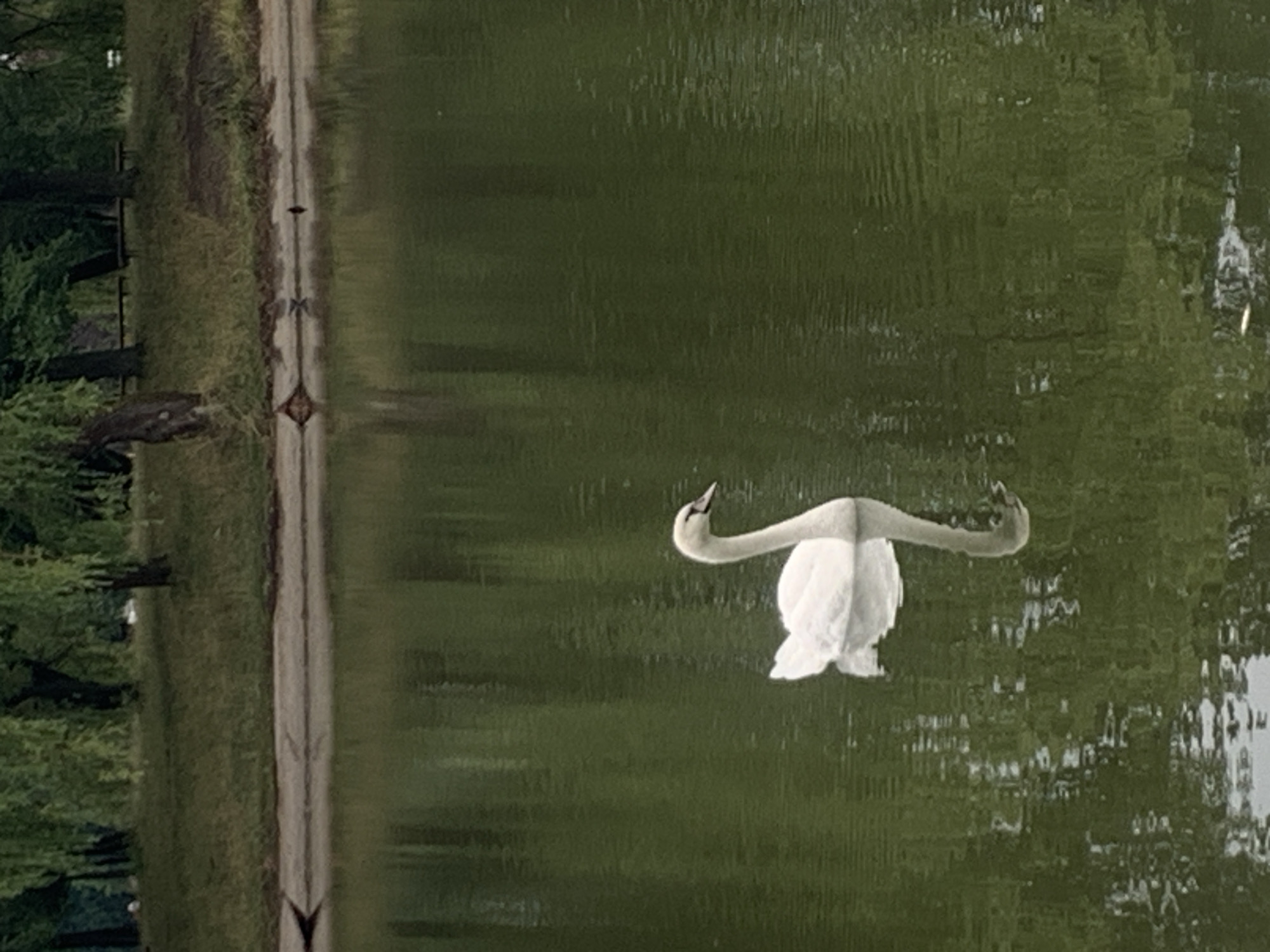 The image shows a swan in a body of water, with a pathway and trees on the left side. The scene is reflected in the water, creating a mirrored effect. The swan is white with its neck curved upwards and its wings partially extended. The water has ripples, distorting the reflection of the swan and the surrounding environment. The pathway appears to be made of gravel or dirt, and it is bordered by green grass and trees. The trees are lush and green, suggesting it is springtime or summer. The lighting in the image is somewhat diffused, indicating it might be an overcast day or late afternoon. There is no visible text in the image. The overall mood of the image is serene and natural. The location is Kolomyia, Ukraine, which suggests a temperate climate.