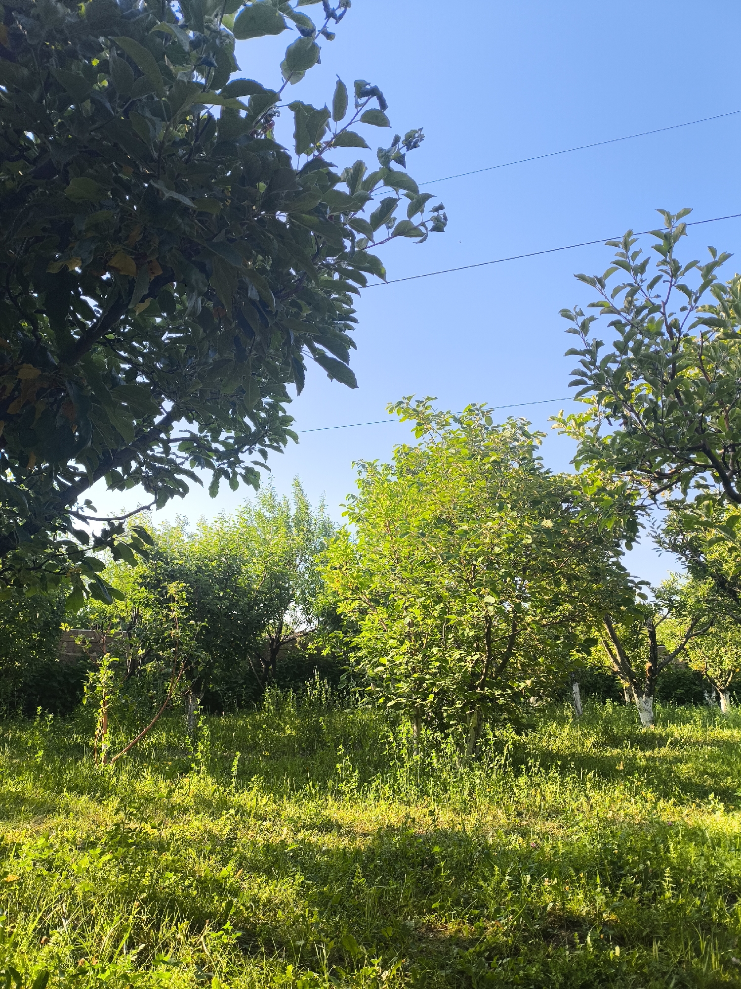 This is a vertical, medium shot photograph taken from a low angle, looking up into a lush green garden under a clear blue sky. In the foreground, a vibrant green lawn is bathed in warm sunlight, casting dappled shadows from the surrounding trees. Tall grasses and various plants create a dense, verdant carpet.
Dominating the upper left of the frame is a large tree with dark green leaves, its branches reaching upwards and partially obscuring the sky. To the right, other trees with lighter green foliage are visible, some with whitewashed trunks, suggesting they are fruit trees common in orchards. The middle ground is filled with more trees and bushes, creating a layered effect of greenery. A thin red hose snakes across the grass in the middle left. Two thin black wires are strung across the sky, indicative of utility lines.
The overall impression is one of a serene and idyllic summer day. The bright sunlight and clear sky suggest it is daytime, likely late morning or early afternoon, given the angle of the shadows. The abundant foliage and the presence of what appear to be fruit trees hint at a rural or semi-rural setting, consistent with a garden or orchard. There are no people or animals visible, and no text is present in the image. The scene evokes a sense of peace and natural beauty.