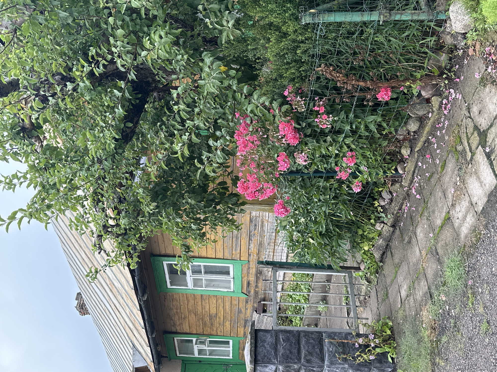 A weathered wooden house with a metal roof stands under an overcast sky. Two windows with green trim and white panes are visible on the side of the house. In front of the house, a stone pillar and a metal gate lead into a garden area. Pink flowers bloom in the foreground, partially obscuring a green wire fence. The ground is paved with square concrete slabs, with patches of grass and fallen flower petals scattered on the surface. The scene depicts a rural or suburban setting, possibly in Vilnius, Lithuania, given the architectural style and greenery.
