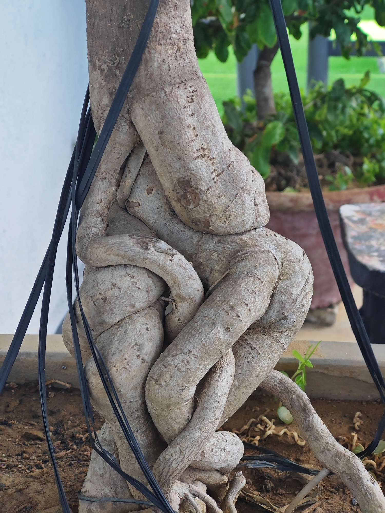 The image depicts a close-up view of a twisted tree trunk with exposed roots, partially supported by black straps. The trunk is gnarled and textured, with evidence of age and growth patterns. Several roots intertwine around the main trunk, creating a visually complex structure. Black straps are looped around the trunk and roots, appearing to provide structural support or shaping. The background is softly blurred, showing hints of green foliage, a terracotta-colored pot, and a textured surface that could be a table or bench. The ground beneath the tree is composed of soil and dried plant matter. There are no people visible in the image. The overall impression is of a carefully cultivated or naturally formed plant subject. This scene could be located in a botanical garden, a nursery, or a private garden within the city of Đà Nẵng, Vietnam.