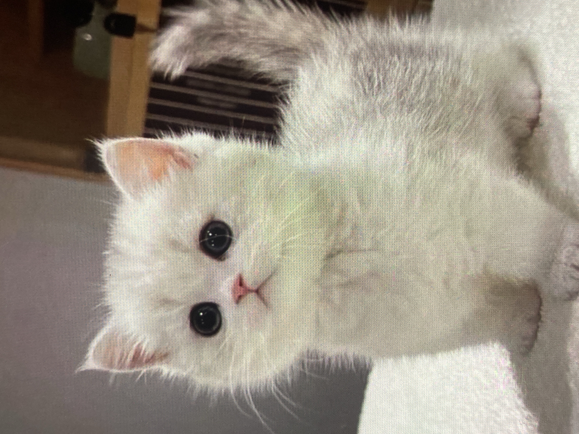 A white kitten with large dark eyes and a pink nose sits on a white textured surface. The kitten's fur is fluffy and appears to have some light grey markings on its tail. In the background, there is a blurred wooden structure with vertical slats. The lighting is soft, and the overall scene is domestic. There is no indication of the location being Ustyvytsia, Ukraine.