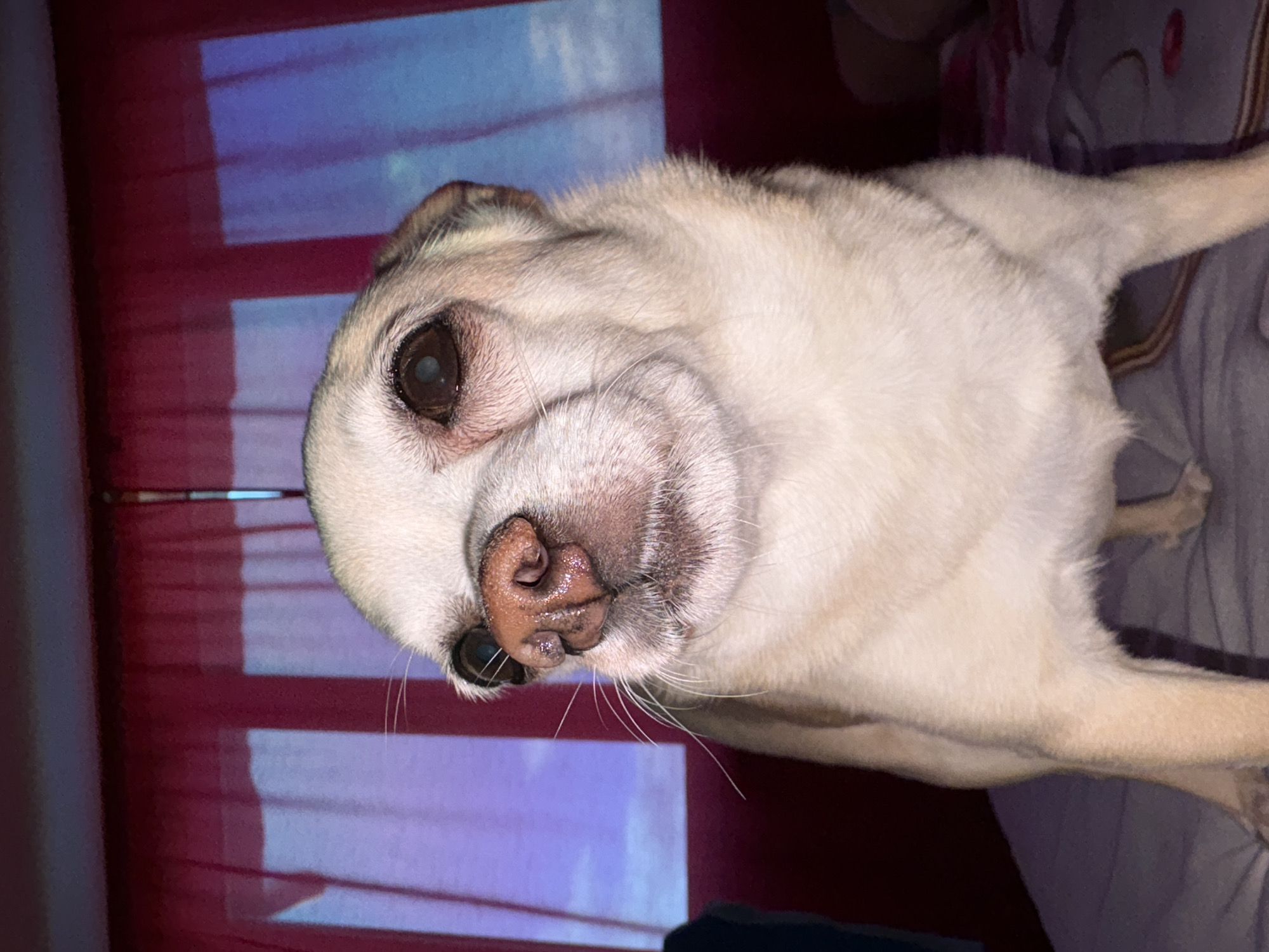 A close-up, low-angle shot captures a fawn-colored dog with large, dark eyes and a pinkish-brown snout. The dog is positioned centrally in the frame, facing forward. Its ears are partially visible, and several long white whiskers extend from its muzzle. The dog appears to be standing on a surface covered with a purple-gray patterned fabric, likely a bed. In the background, sheer pink curtains are drawn, with patterns of blue light projected onto them, suggesting a window or screen behind. The overall lighting is dim. The scene is indoors. There are no visible people or specific landmarks that would indicate a location in Vratsa, Bulgaria.