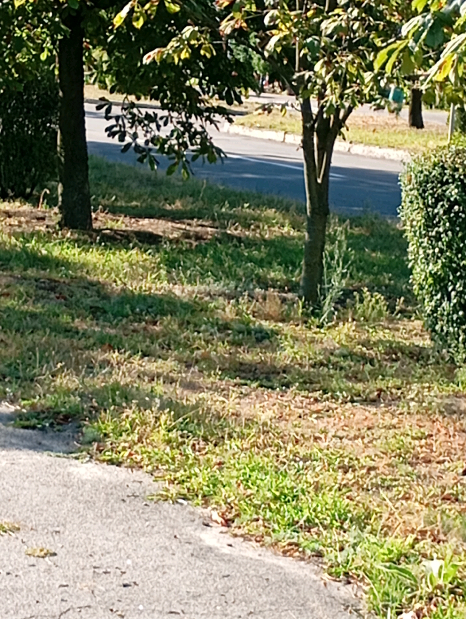 The image depicts an outdoor scene in a city. In the foreground, a paved surface, possibly a sidewalk or road, curves into the frame from the left. Beyond this, a patch of grass and dirt is visible, with scattered patches of green vegetation and dry, brown earth. Several trees with dark bark and green leaves are present in the middle ground, casting shadows on the ground. Some of these trees appear to be saplings, while others are more mature. In the background, a road can be seen, with a glimpse of a white curb and possibly a sidewalk. A dense, green hedge forms a boundary on the right side of the image. The overall impression is a park or roadside area with trees and greenery. The location is identified as Horishni Plavni, Ukraine.