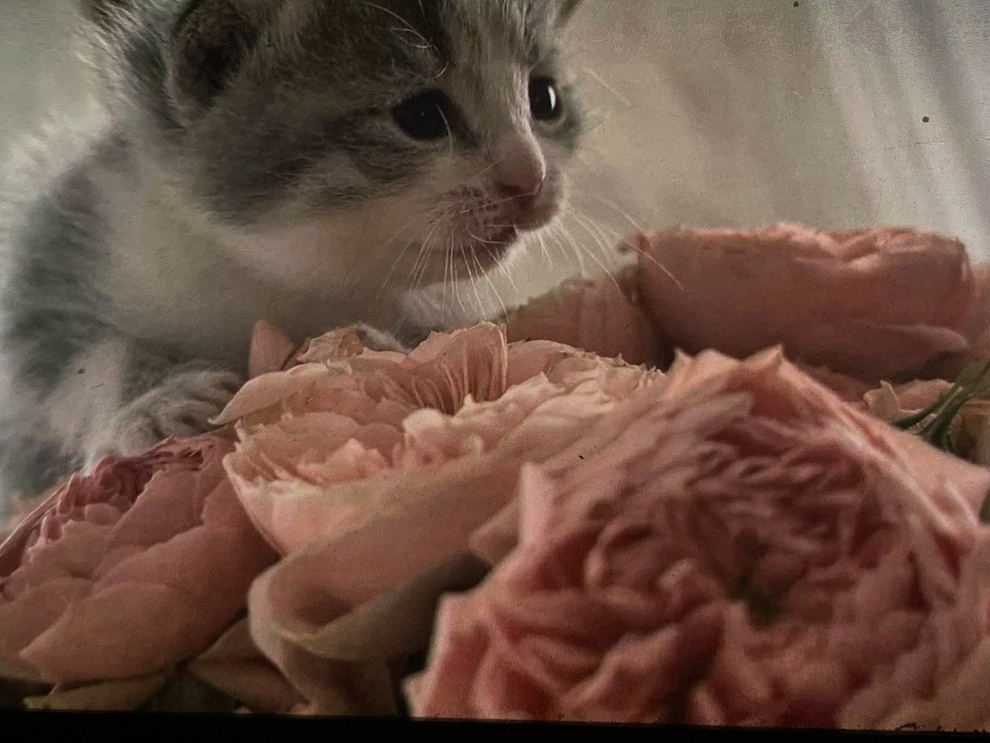 A close-up, slightly grainy photograph shows a grey and white kitten peeking over a cluster of pale pink, ruffled flowers. The kitten's head and upper body are visible, with its large, dark eyes looking slightly to the right. Its whiskers are prominent, and its nose is pink. The flowers, possibly peonies or roses, are large and layered, with soft, rounded petals. The background is a blurry, light-colored surface, creating a shallow depth of field that emphasizes the kitten and flowers. The image is shot from a low angle, making the kitten appear to be looking down. The photograph does not contain any discernible elements that would allow for identification of its location within the city of Nizhny Tagil, Russia.