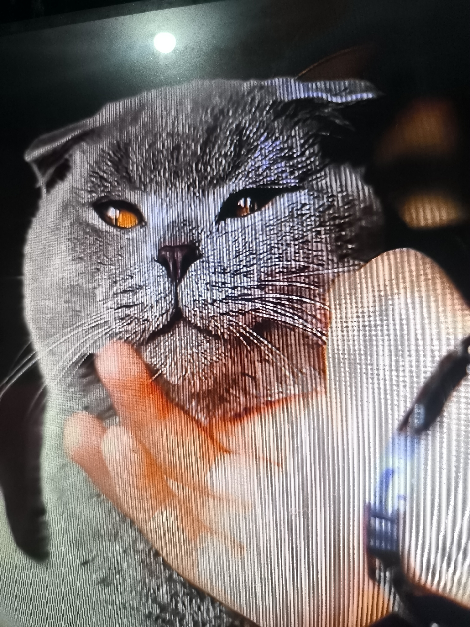 The image shows a close-up of a Scottish Fold cat's face, with its ears folded forward. The cat has orange eyes and grey fur. A human hand is gently petting the cat on its chin. The background is dark and out of focus, with a bright circular light source visible at the top left. The scene is an indoor setting, possibly a home. There is no information in the image to suggest a location in Banjarejo, Indonesia.