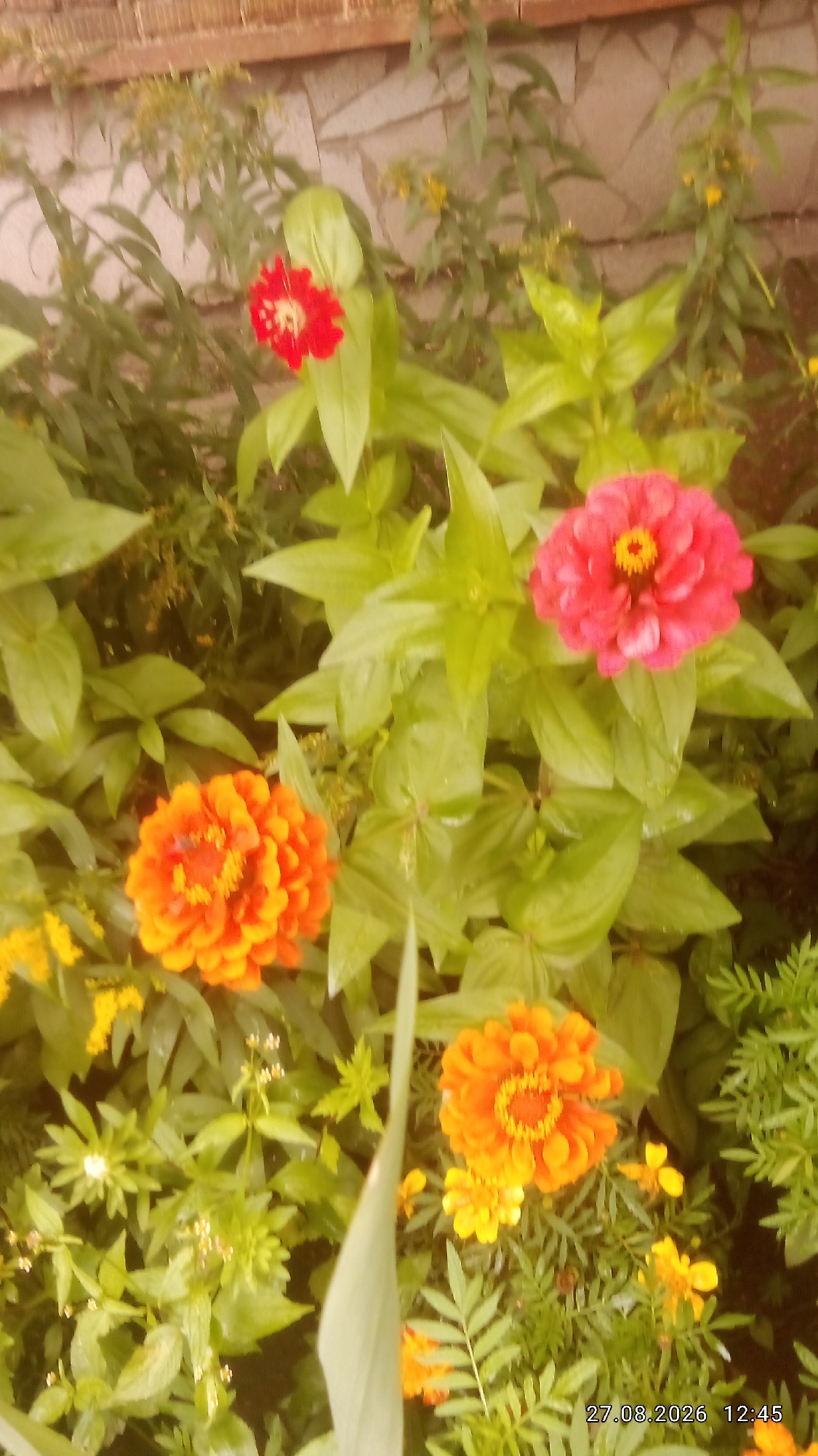 The image shows a close-up of a flower bed with several vibrant zinnias in bloom. The flowers are predominantly orange and pink, with some red accents. The petals are layered and full, characteristic of zinnia blossoms. Surrounding the zinnias are lush green leaves, some of which appear wet, suggesting recent rainfall or watering. In the background, a textured brick wall can be seen, with some smaller, yellow flowers and greenery intermingled. The overall impression is one of a well-tended garden, likely a home garden or a public green space. The timestamp in the lower right corner indicates the image was taken on August 27, 2026, at 12:45 PM. Without further information or context, the exact location within the city of Krasnoyarsk, Russia, cannot be determined.