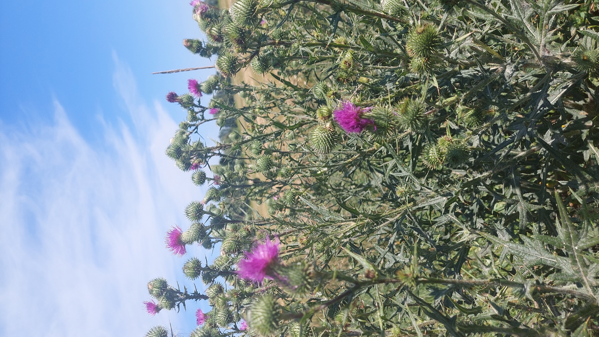 The image depicts a field of thistles with purple flower heads under a bright blue sky with scattered white clouds. The thistles are densely packed, with spiky green seed heads and leaves. Some of the purple flowers are in focus, while others are blurred in the background. The overall impression is of a wild, natural landscape. The image was taken in Kozarovychi, Ukraine.