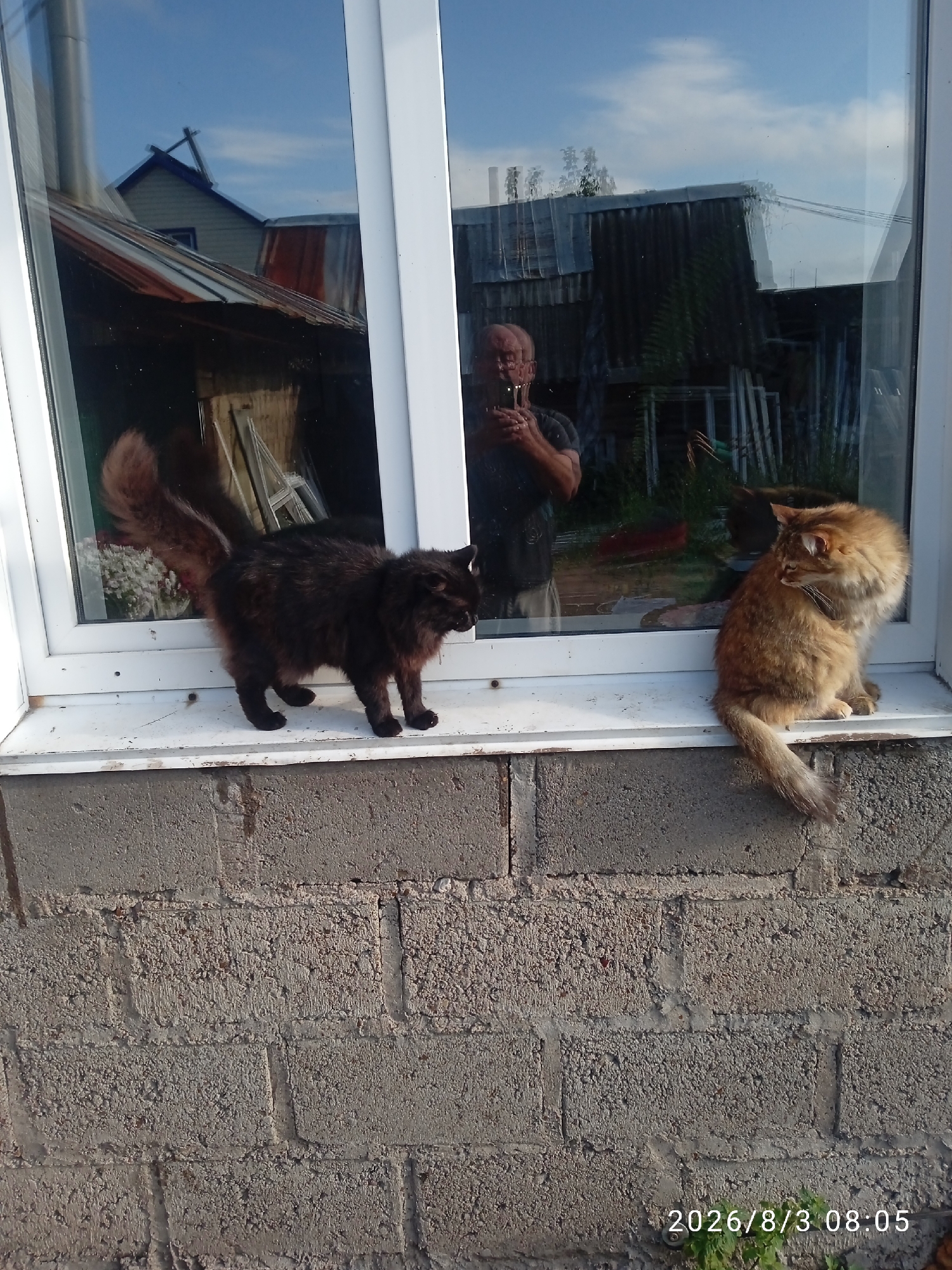 Two cats are on a windowsill outside a building. A black, fluffy cat is to the left, walking towards the right. A ginger-colored cat is to the right, sitting and facing left. The window behind the cats reflects the sky, some buildings, and a person taking a photo of themselves with a phone. The windowsill is white and sits on a wall made of gray cinder blocks. The image has a timestamp in the bottom right corner indicating August 3, 2026, at 08:05.