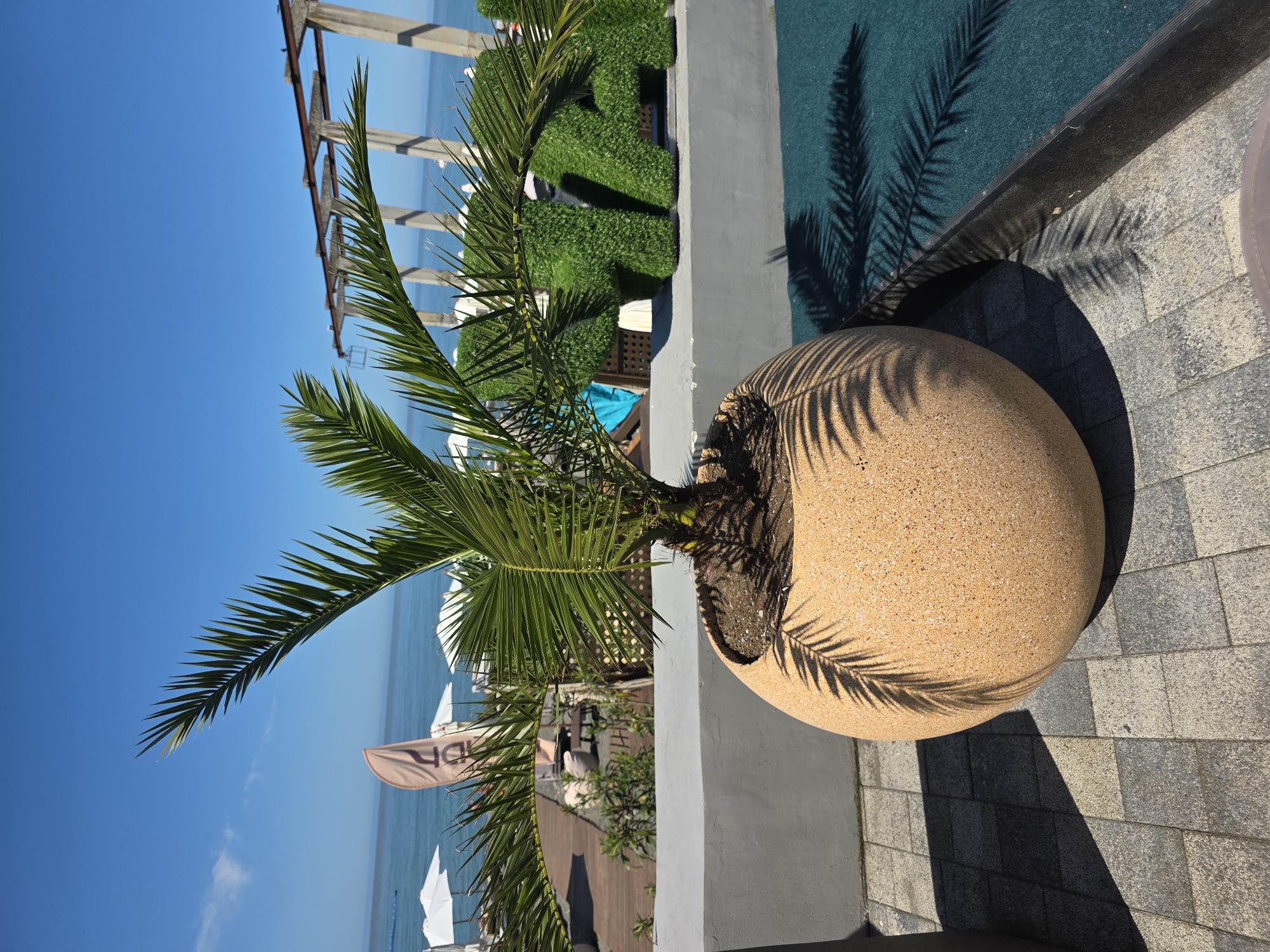 This image depicts a sunny outdoor scene at a coastal resort, identified as being in Sochi, Russia.
In the foreground, a young palm tree with vibrant green fronds is centrally positioned within a large, spherical planter. The planter is light brown with a speckled, textured surface, possibly a type of exposed aggregate. The palm tree casts distinct shadows of its fronds onto the planter and the light-colored paving stones that make up the ground surface. The paving consists of rectangular tiles in varying shades of grey. To the right of the planter, the ground transitions to a section of dark teal-green artificial turf or carpeting, separated by a dark border.
In the mid-ground, a light grey concrete wall runs horizontally, acting as a barrier. Behind this wall, a wooden deck area with lounge chairs and other resort furniture is visible, indicating a recreational space. Further to the left, several white beach umbrellas are open on a sandy or paved area, leading to the calm, blue sea. A light-colored banner with partially visible vertical text, possibly "DPR," stands among the umbrellas.
To the right of the palm tree and behind the concrete wall, large three-dimensional letters, appearing to be "H A A," are formed from artificial green turf. Beyond these letters and extending towards the horizon, concrete pillars with a horizontal beam structure are visible, possibly part of a pier or a pergola-like construction over or near the water. The sea extends to the horizon under a clear, bright blue sky with a few wispy clouds on the left. The scene is illuminated by strong sunlight, producing sharp, well-defined shadows. No individuals are visible in the frame.