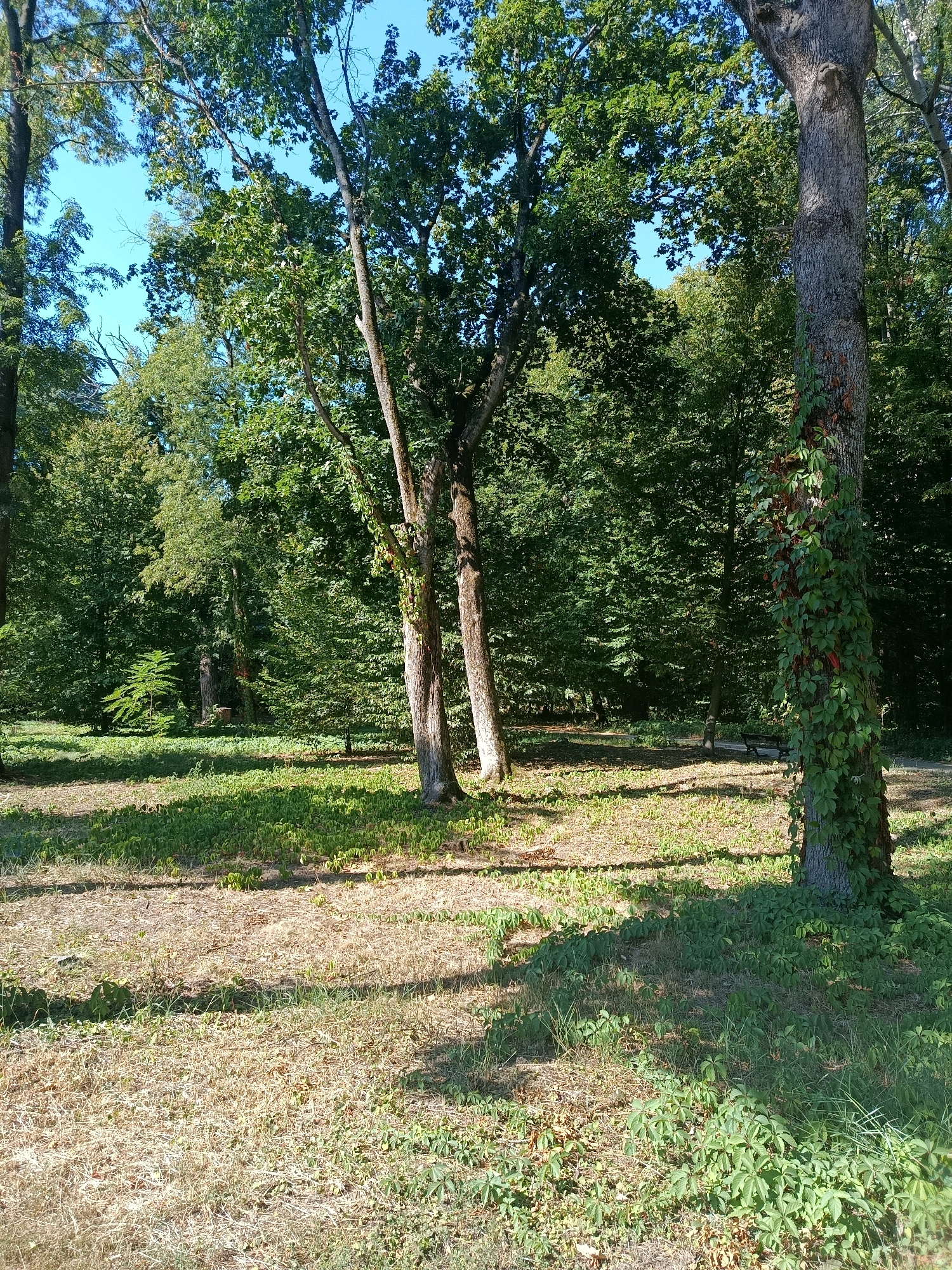 The image depicts a sun-dappled clearing in a park, likely within the city of Bila Tserkva, Ukraine, characterized by a dense backdrop of mature deciduous trees under a clear blue sky. In the foreground, the ground is a mix of dry, straw-colored grass and patches of vibrant green undergrowth, indicating varied moisture levels. The trunk of a large, old tree is prominently featured on the right side of the frame, its bark textured and partially covered by a climbing vine with green and reddish-brown leaves. Two slender, pale-barked trees stand close together in the mid-ground, their branches reaching towards the sky. Further into the clearing, the foliage of the surrounding forest creates a wall of green, with hints of a walking path and a park bench visible in the distance. The overall impression is one of a tranquil, natural setting within an urban environment.