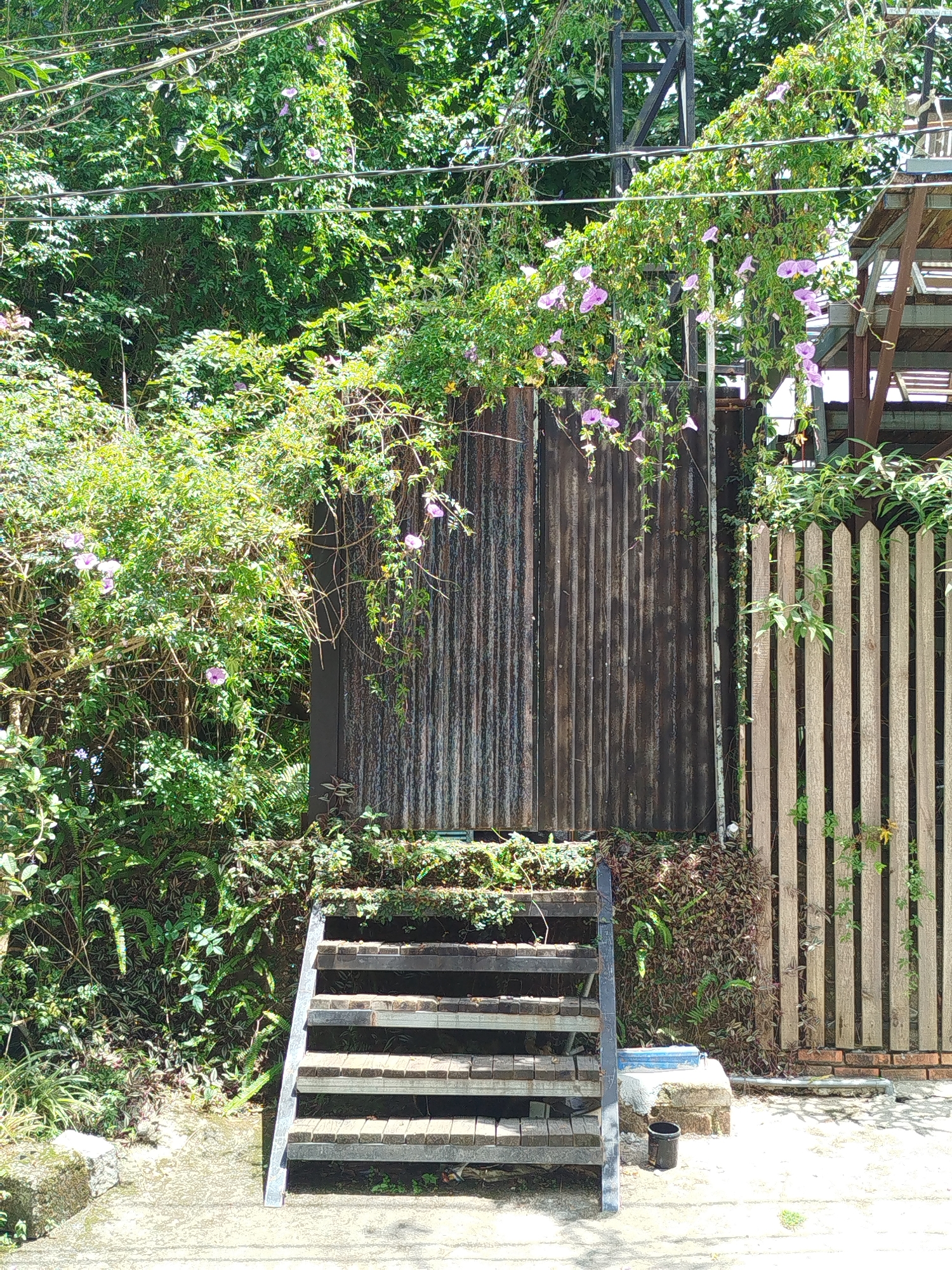 This image captures an outdoor scene in Da Lat, Vietnam, focusing on a pathway leading up to a weathered, corrugated metal structure. A set of wooden stairs, with metal supports, ascends on the left side of the frame. Lush green foliage, including vines with small purple flowers, drapes over the corrugated metal and a pale wooden fence to the right. The ground in the foreground is a concrete path with some scattered debris and vegetation. A small black bucket and a blue object rest on a concrete block near the base of the stairs. The overall impression is one of a slightly overgrown, possibly neglected urban fringe area.