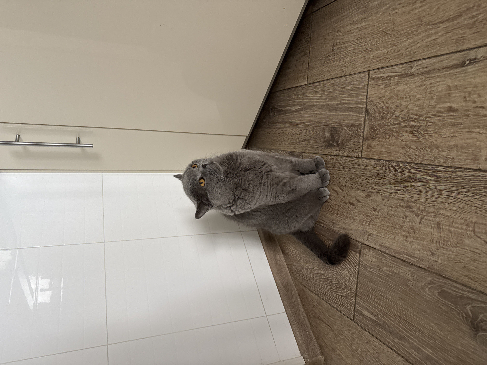 A grey British Shorthair cat with orange eyes sits on a wooden floor in the corner of a room. The walls are tiled in white on the left and a cream-colored cabinet with a silver handle is on the right. The scene is indoors, possibly in a kitchen or hallway. There is no indication of the specific location within Sovkhoz imeni Lenina, Russia.