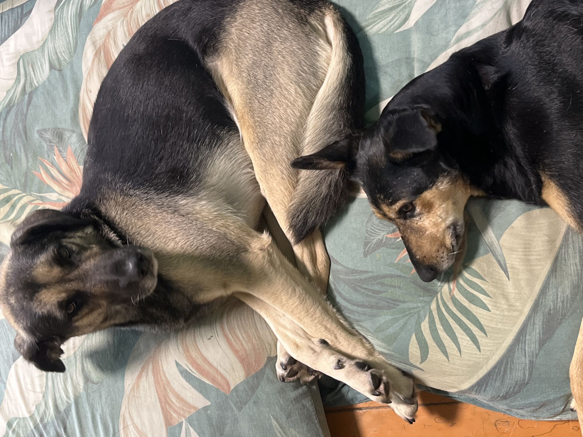 Two domestic dogs are lying on a bed with a floral-patterned comforter. The dog in the foreground is a smaller, black and tan dog lying on its side, facing left. The dog in the background is larger, with a black and tan coat, lying on its back with its legs extended. The image does not contain enough information to determine the specific location within the city of Nizhny Tagil, Russia.