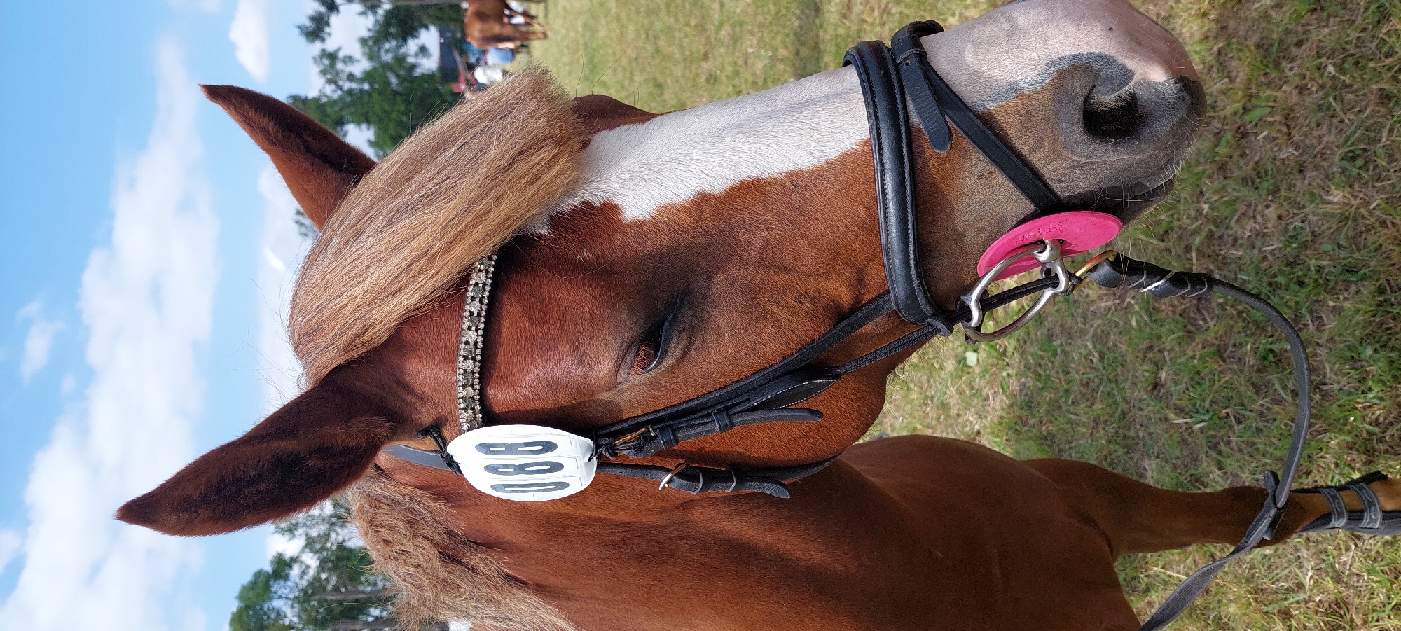 A chestnut horse with a white blaze on its face stands in a grassy outdoor area under a partly cloudy sky. The horse is wearing a black bridle adorned with rhinestones and a white circular tag with the number "088" in black lettering. A bright pink object is attached to the bit of the bridle. In the background, there are trees, other horses, and a few people. The overall impression is of a horse show or equestrian event in a rural or semi-rural setting. The location is identified as Žagariškiai, Lithuania.