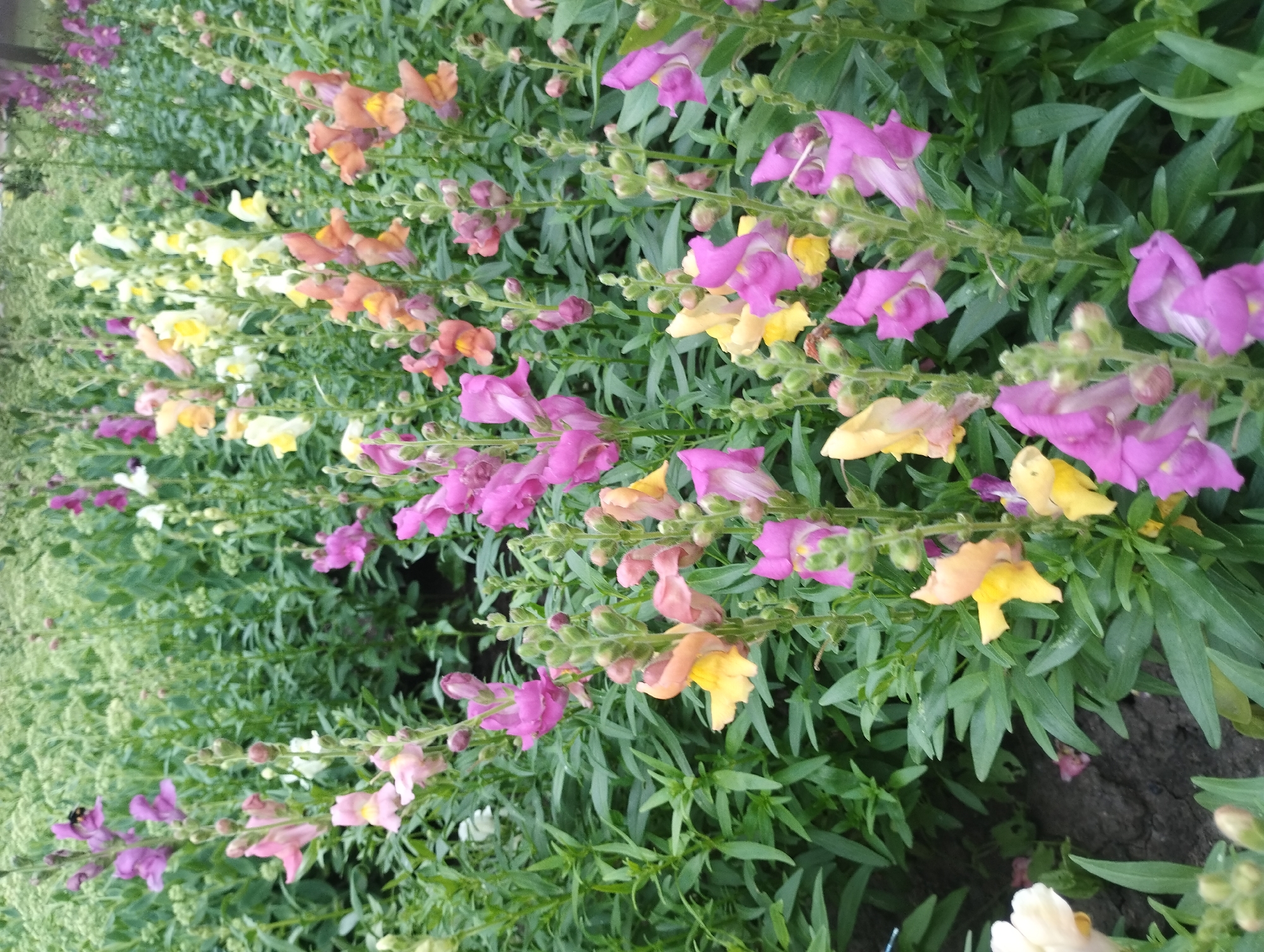 The image shows a close-up view of a dense planting of snapdragon flowers, variety *Antirrhinum majus*, in various colors including pink, purple, yellow, and peach. The flowers are arranged in vertical spikes, with many buds and open blooms visible. The background is filled with more snapdragons and their green foliage, creating a lush and vibrant floral display. The ground is dark soil, suggesting they are planted outdoors in a garden or flower bed. The lighting appears natural, indicating it was taken during the daytime. There are no people or animals visible in the frame. The scene is consistent with a public garden, nursery, or private garden in Sumy, Ukraine, characterized by its abundant and colorful floral arrangements.