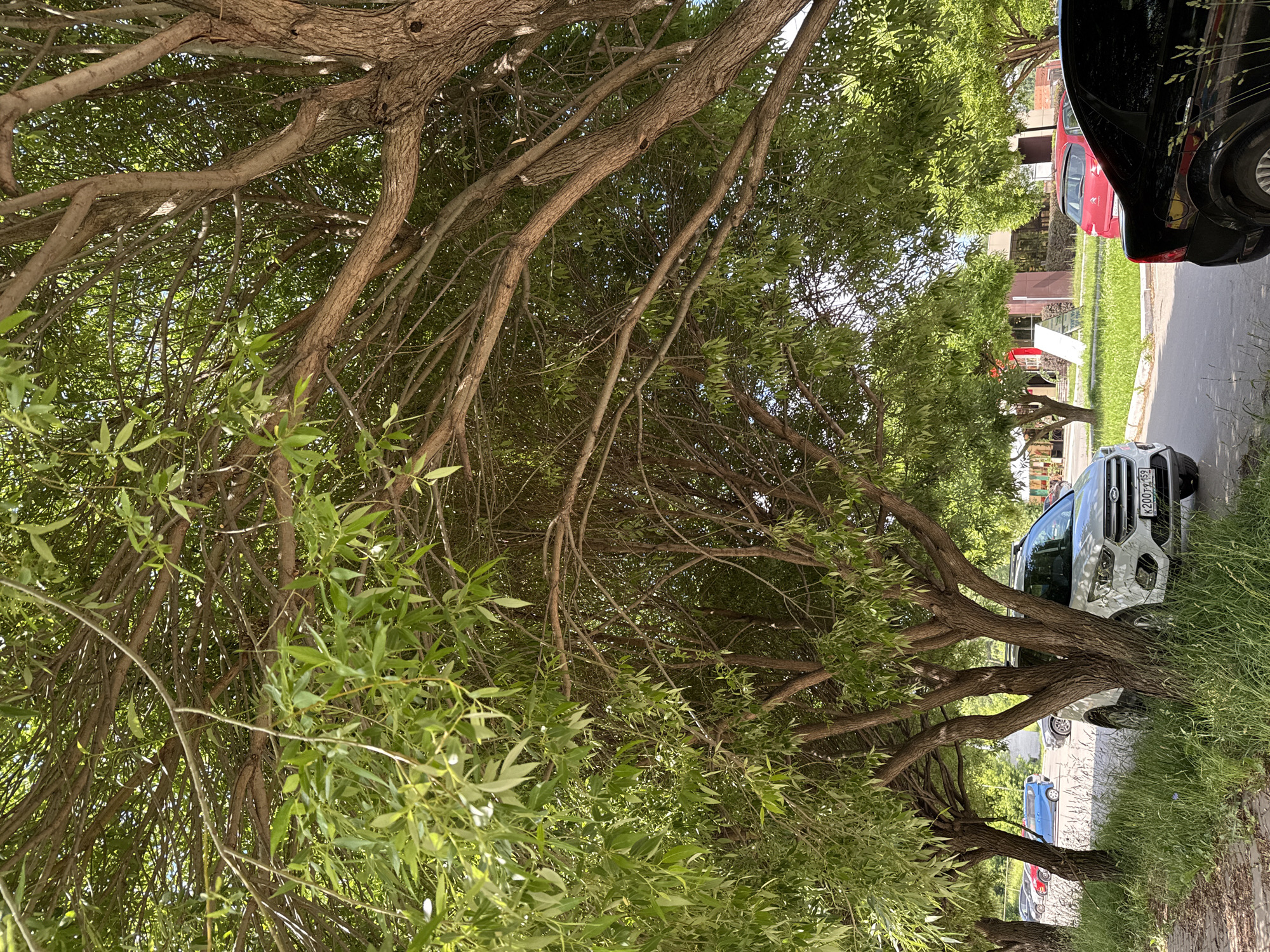 In an urban setting, likely a street or parking area, a dense canopy of leafy trees dominates the scene. The branches of these trees, thick and gnarled with textured bark, crisscross overhead, dappling the ground and vehicles below with sunlight. Beneath the trees, several cars are parked. A white SUV is prominent in the foreground, its license plate visible as K200TT 159. To its left, a blue minivan and a red car are partially visible. A black sedan is parked to the right, its rear visible. The ground appears to be paved, with patches of tall grass growing along the edge. In the background, hints of buildings and more trees suggest a commercial or residential area. The overall impression is one of a shaded, somewhat overgrown urban space.