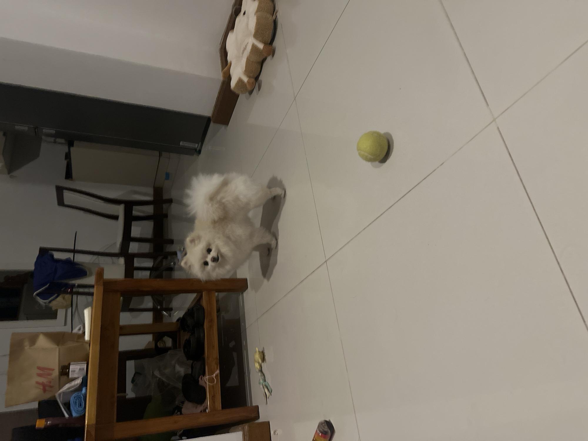 The image shows the interior of a building, possibly a residence, located in Baan Bo Phut, Thailand. The floor is tiled. In the center of the image is a small, white Pomeranian dog. To the right of the dog is a yellow tennis ball. Above the dog is a shelf with a stuffed animal on it. In the lower-left corner of the image is a wooden structure containing various items including a brown paper bag with "H&M" printed on it.