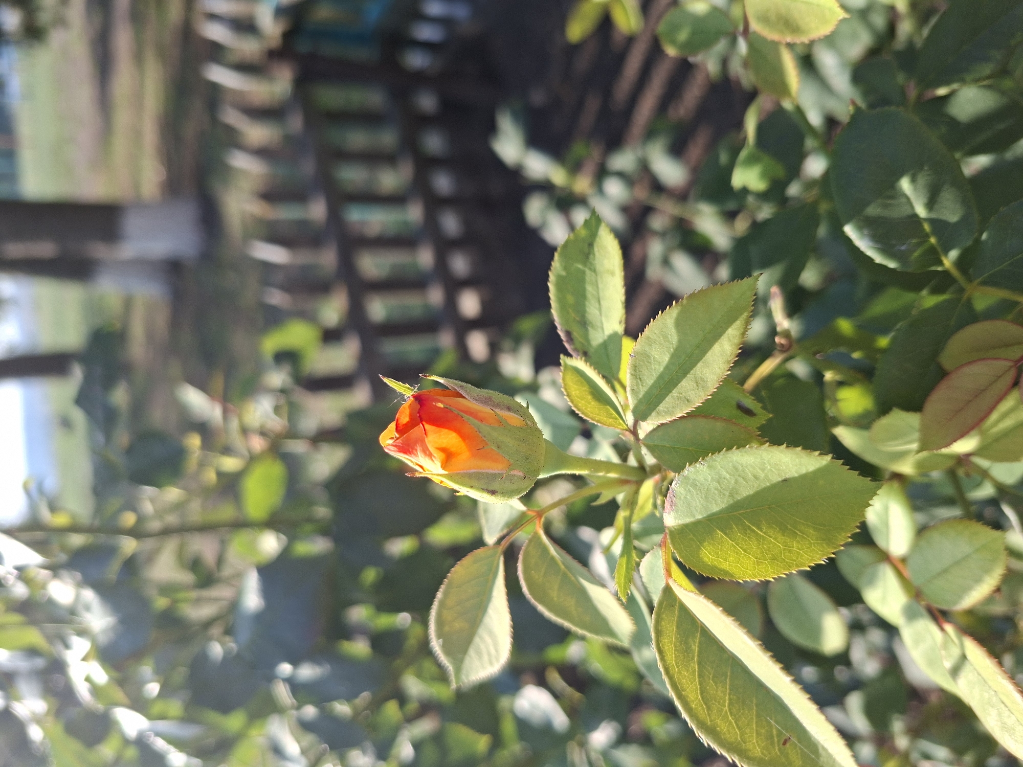 A close-up shot focuses on a vibrant orange rosebud, its petals tightly furled, with hints of red at the tips. The rosebud is positioned slightly right of center, with lush green leaves surrounding it. The leaves are serrated and have visible veins, catching the sunlight which creates highlights and casts shadows. In the background, a dark, wooden fence with vertical slats runs horizontally across the mid-ground. Beyond the fence, blurred trees and a hint of a grassy area suggest an outdoor setting, possibly a park or garden. The lighting indicates it is daytime, likely morning or late afternoon, due to the warm, golden quality of the sunlight. This scene was captured in Oleksandropil, Ukraine.