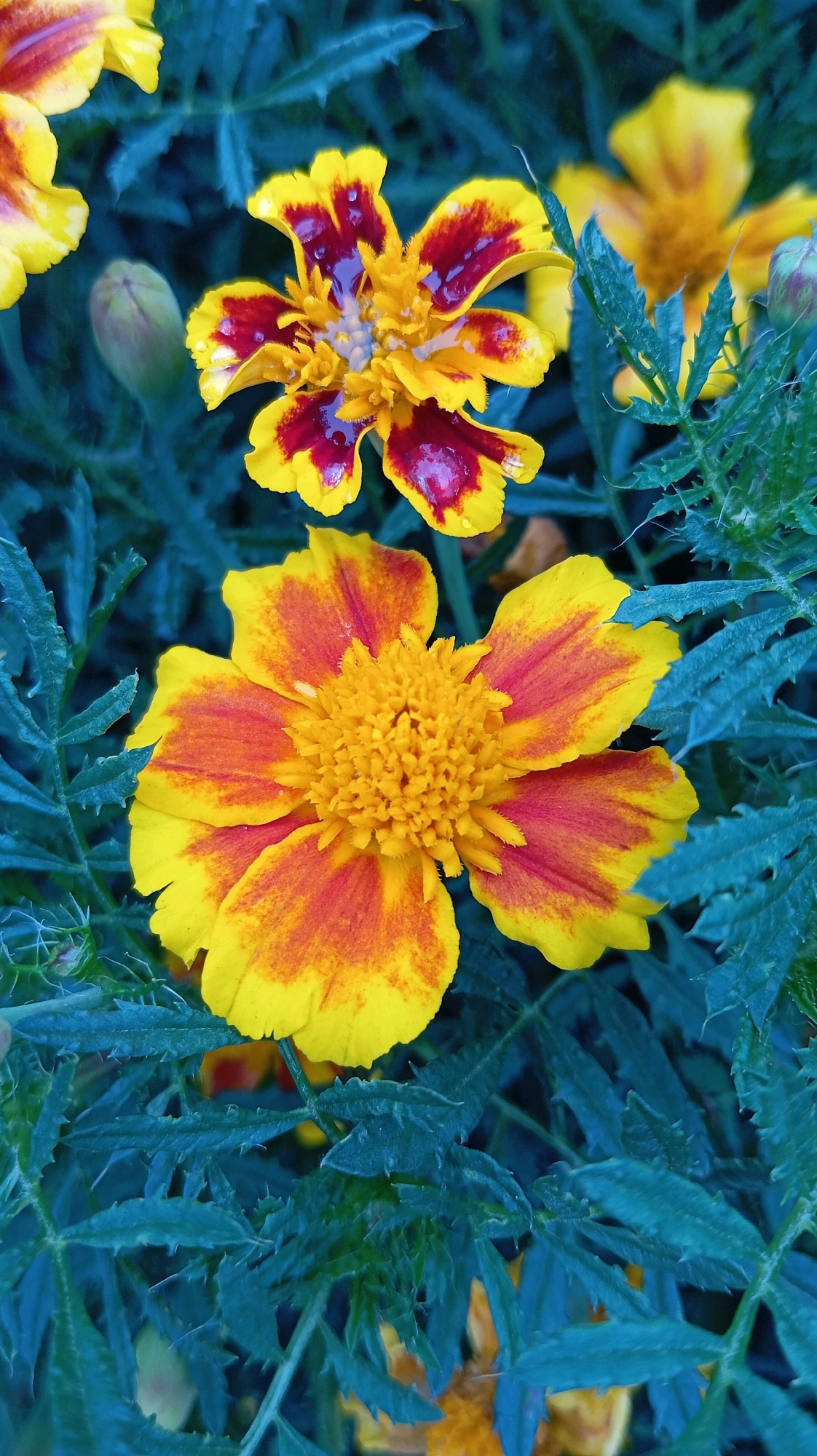 Two marigolds are in focus, with a third out of focus in the background. The marigolds are yellow with red accents. The one in the foreground is fully bloomed with a textured center and ruffled petals. The marigold in the upper portion of the frame has water droplets on its petals. The background is filled with deep green foliage. The image appears to be taken in a garden. There are no people or animals present. The overall lighting suggests it is daytime. The image location is not specified in the provided information.