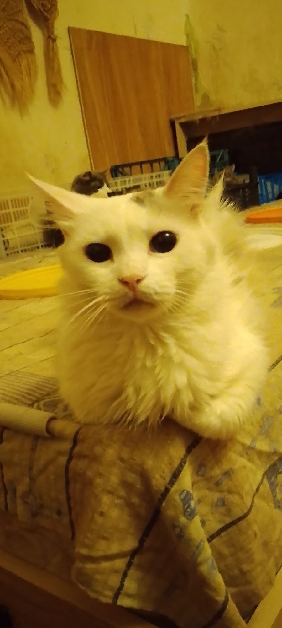 A white cat with dark eyes and some grey markings on its head is resting on a yellow patterned blanket. The cat is facing forward and appears to be looking at the camera. In the background, there are some wooden cabinets and shelves with various items, including what appears to be plastic baskets. The lighting is dim and warm, suggesting an indoor setting at night or in a poorly lit room. The image is taken from a slightly low angle, looking up at the cat. The exact location in Belgorod, Russia, cannot be determined from the image alone.