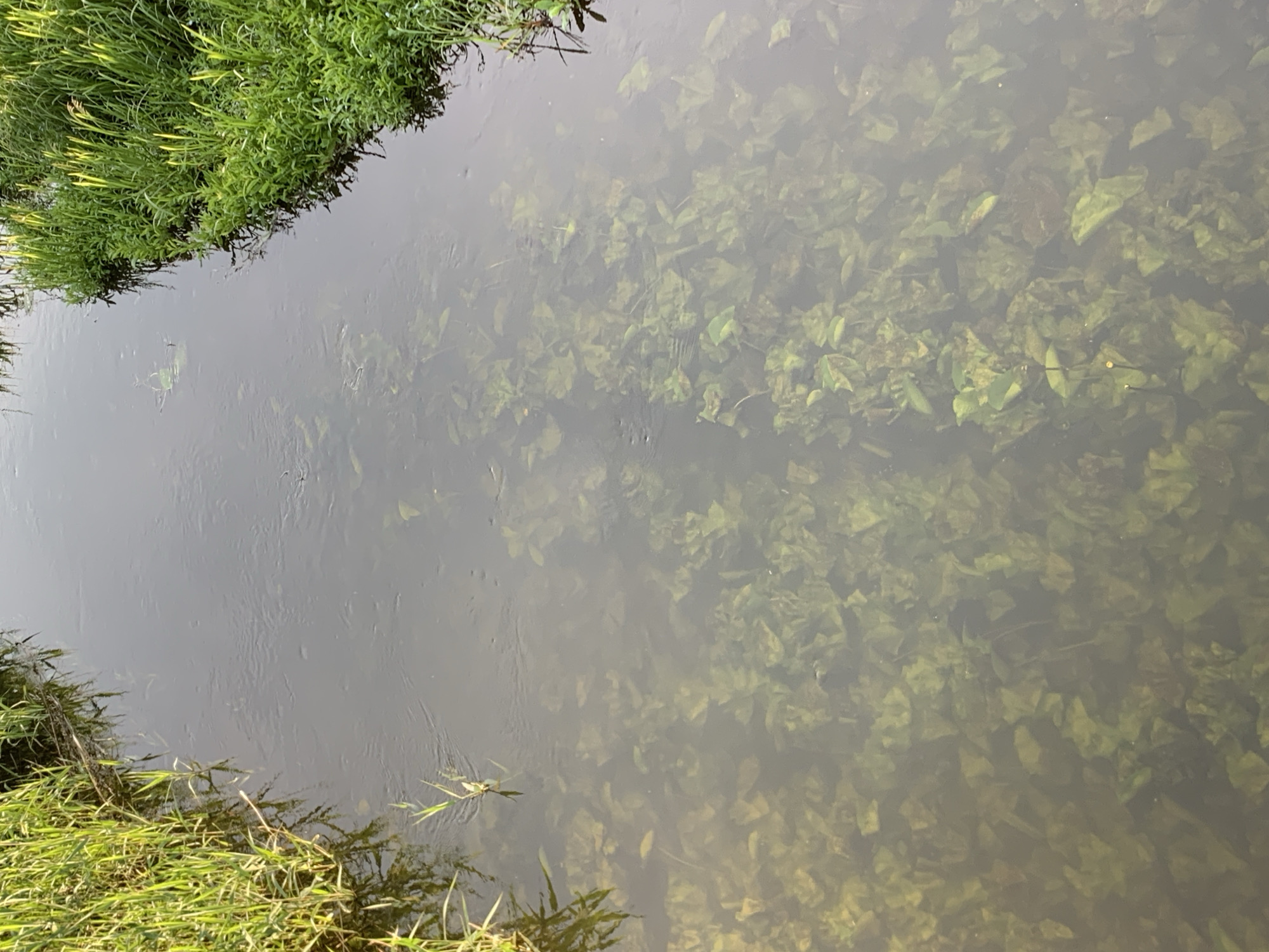 The image shows a close-up, overhead view of a narrow, slow-moving body of water, likely a small river or stream, flowing through a natural environment. The water is murky and appears to have a significant amount of submerged aquatic vegetation, primarily broad, green leaves, covering much of the bottom. The water's surface reflects the sky and surrounding vegetation, creating a muted, somewhat diffused light.
On both the left and right banks, dense green grass and other low-lying vegetation grow up to the water's edge. The grass on the right bank is particularly lush and vibrant, catching the sunlight. Some blades of grass and small plant stems emerge from the water itself. The overall impression is one of a peaceful, natural setting.
The location is identified as Блеўчыцкі сельскі Савет, Belarus. This suggests a rural or semi-rural area within this administrative region. The scene depicts a natural waterway with aquatic plant life and riparian vegetation, characteristic of such landscapes. There are no people or animals visible in the image. The scene is static, focusing solely on the environmental elements of the stream and its banks.