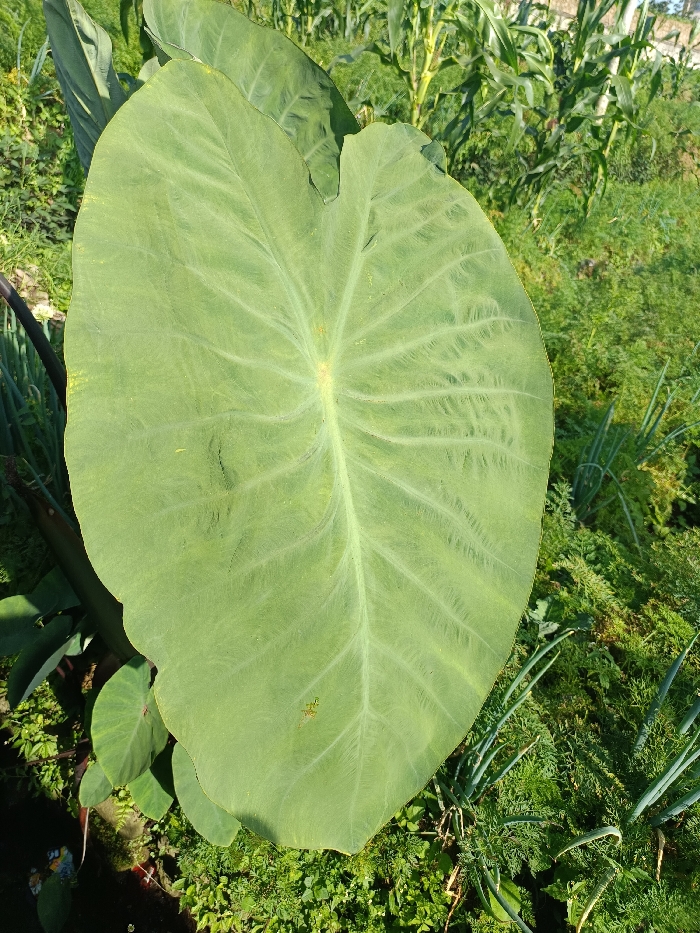 The image displays an outdoor agricultural or garden scene, confirmed to be located in Sukatani, Indonesia. A large, prominent, green taro leaf (Colocasia esculenta) occupies the majority of the foreground, extending from the lower-left to the upper-right. Its distinct venation is clearly visible. To the left, beneath the primary leaf, dark green stems or petioles of taro plants are partially observable. The right side of the frame features diverse plant life: clusters of slender, upright green plants resembling spring onions are present in the mid-ground, surrounded by a dense, finely textured green ground cover. In the upper-right background, taller plants with thick stalks and elongated green leaves, consistent with young maize (corn), grow vertically. The scene is illuminated by natural daylight. No individuals or animals are present, and no specific actions or interactions are depicted.