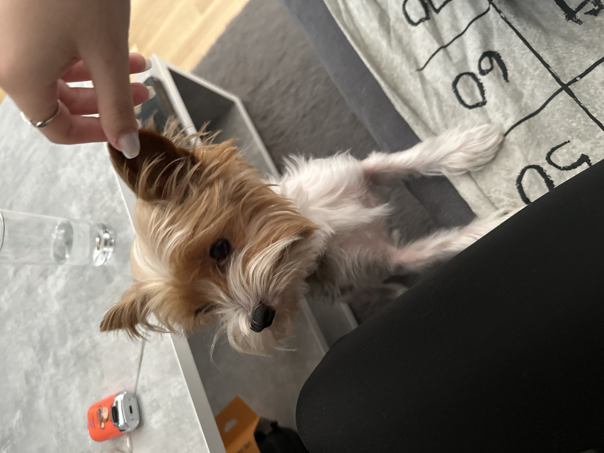 A small, tan and white terrier-type dog is lying on a light gray sofa covered with a white blanket featuring black tic-tac-toe markings. The dog is being petted on the ear by a hand with manicured nails and a silver ring. The dog is positioned to the left of a white coffee table. On the coffee table, there is a glass, a lighter with an orange body, and a partly visible orange and white box. The person petting the dog is wearing black pants. The location appears to be indoors. There is no verifiable information in the image to determine that it is in Gunzenhausen, Germany.