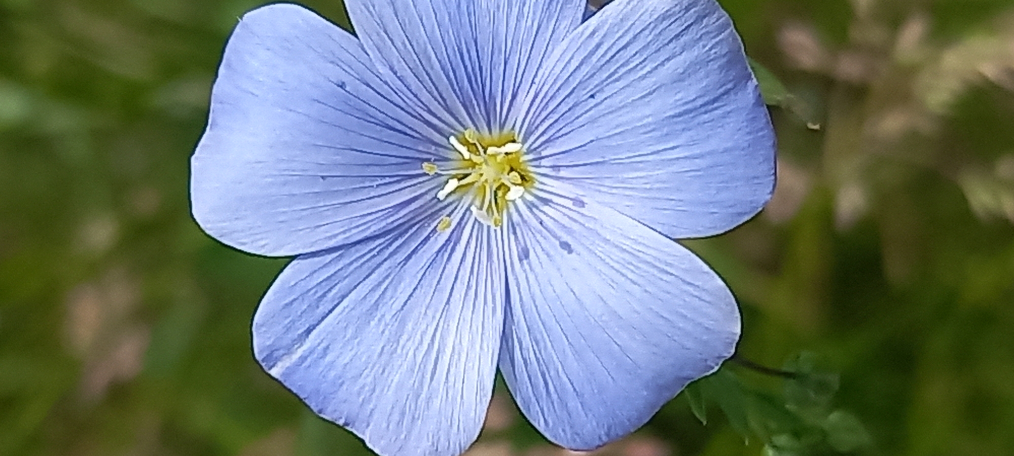 The image presents a close-up, top-down view of a single, vibrant light blue flower against a softly blurred green background. The flower, likely a type of flax (Linum), features five delicate, broad petals that are rounded at their tips, arranged symmetrically around a central core. Subtle, darker blue veins are visible on each petal, radiating from the center.
In the heart of the flower, a cluster of bright yellow stamens with slender white filaments stands out, encircling a lighter-colored pistil. The detail of the reproductive parts is clear and sharp. The background consists of out-of-focus green foliage, indicating an outdoor, natural setting such as a garden, meadow, or field.
The lighting appears to be soft and natural, suggesting it is daytime, possibly morning or late afternoon, as there are no harsh shadows. The overall scene conveys a sense of natural beauty and tranquility. There is no visible text within the image. The location context provided indicates this flower is found in Kryvyi Rih, Ukraine.