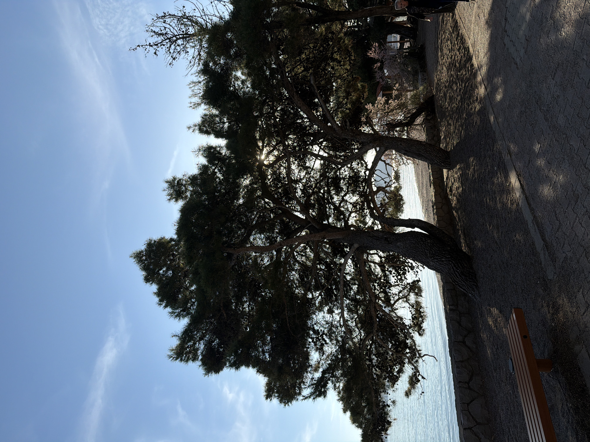 The image shows a view of the coastline in Rafailovići, Montenegro. A large pine tree dominates the foreground, with its dark foliage partially obscuring the view. Sunlight filters through the branches. The Adriatic Sea is visible beyond the tree. A stone wall and a paved walkway run along the coast. Part of a wooden bench is visible in the lower right corner. In the background, indistinct figures are seen on the walkway. The sky is light blue with faint clouds.