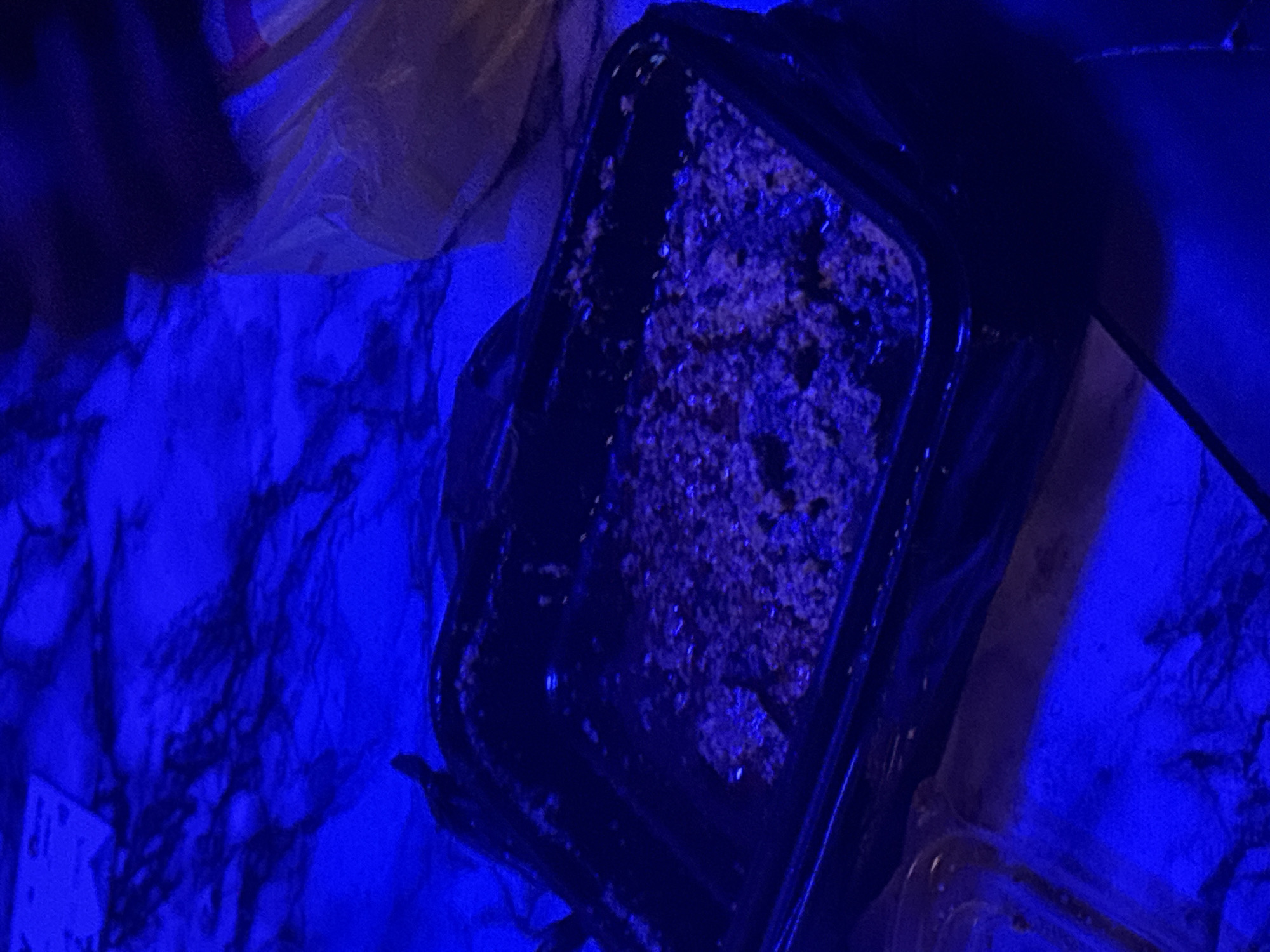 The image shows a black plastic food container filled with a granular substance, possibly food scraps or waste. The container is placed on a dark, patterned surface, possibly a floor or table. A yellow plastic bag is visible in the background, partially obscured. The scene is illuminated by a strong blue light, which casts a blue hue over the entire image and creates deep shadows. The overall impression is one of low-light conditions, possibly a room or outdoor area at night. There are no people or discernible actions taking place. The location in Ikot Ekpene, Nigeria, is not visually identifiable from the provided image.