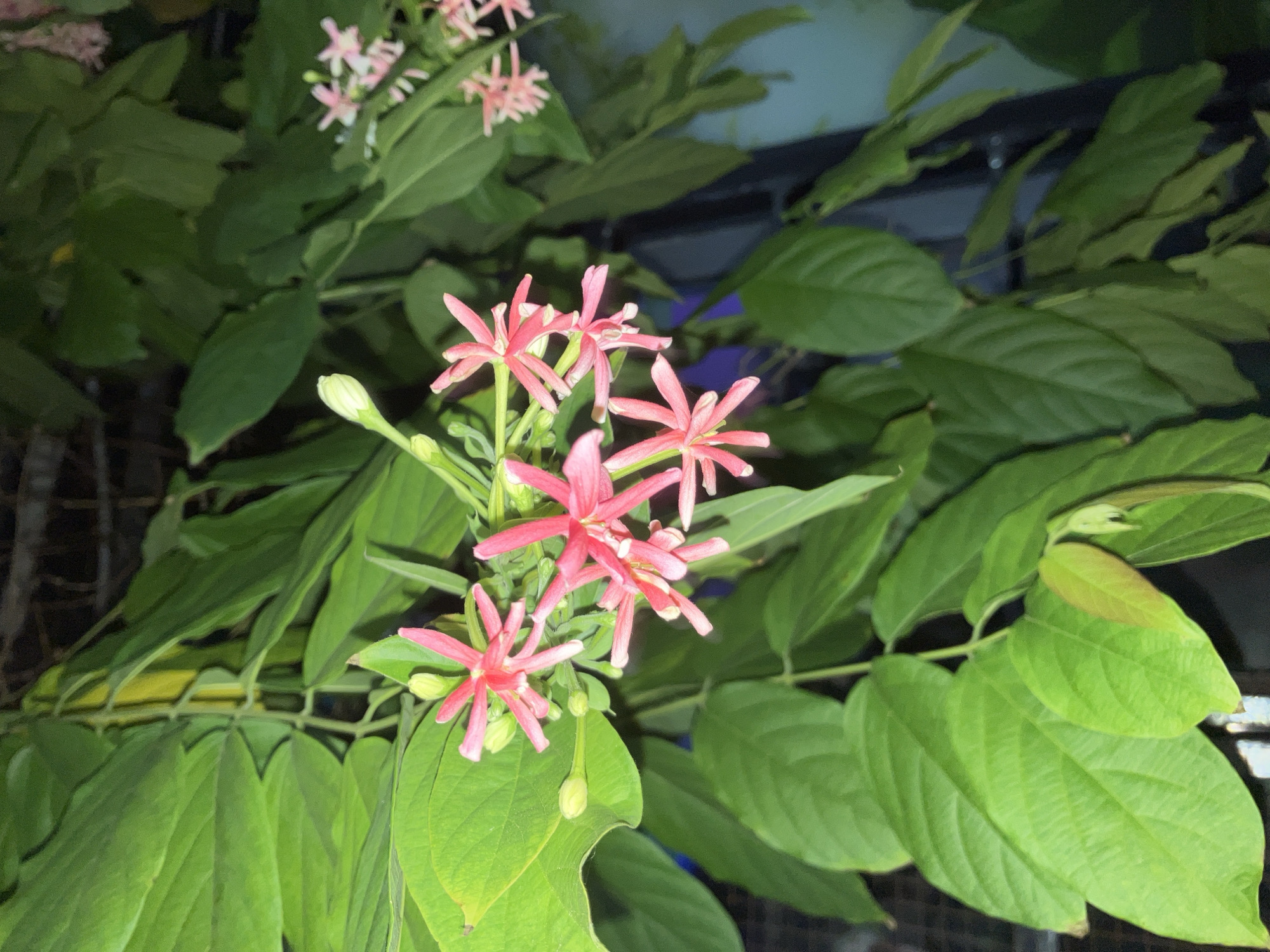 This image shows a close-up of pink and white flowers of the Quisqualis indica plant, also known as Rangoon creeper. The flowers are delicate, with five petals, and are arranged in clusters. The plant has vibrant green leaves. The background is dark and out of focus, suggesting the photo was taken at night or in low light conditions. There are no people or animals visible in the image. The overall impression is one of natural beauty and a tranquil setting, consistent with a garden or outdoor space. While the exact location in Nha Trang is not specified, the presence of this tropical flowering plant is common in such environments in Vietnam.