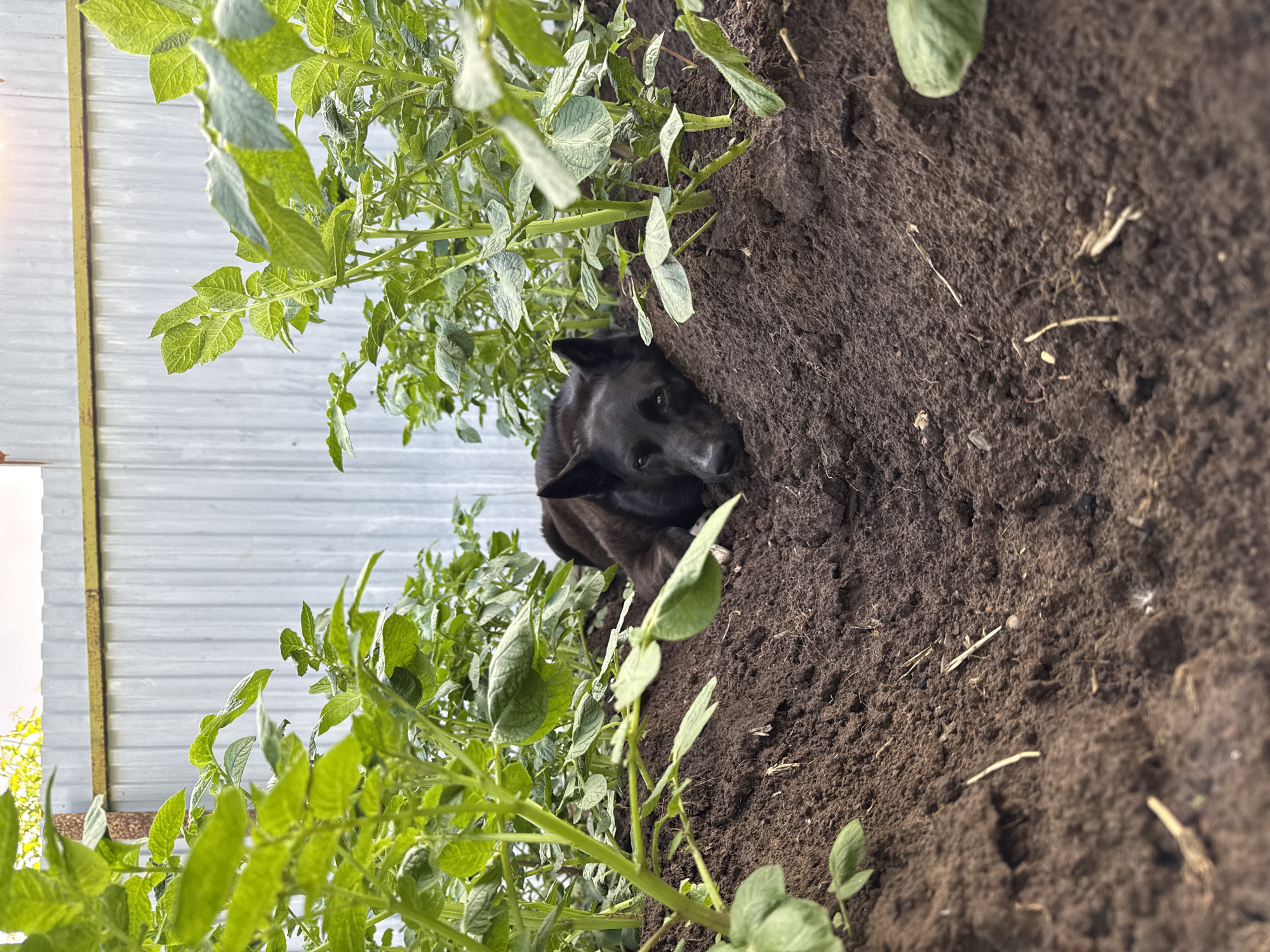 In Chaikovsky, Russia, a black dog rests amongst potato plants in a garden. The dog is lying down, nestled into the dark soil between rows of green potato foliage. A light-colored corrugated metal fence is visible in the background, suggesting the garden is enclosed. The lighting indicates it may be late afternoon or early morning.