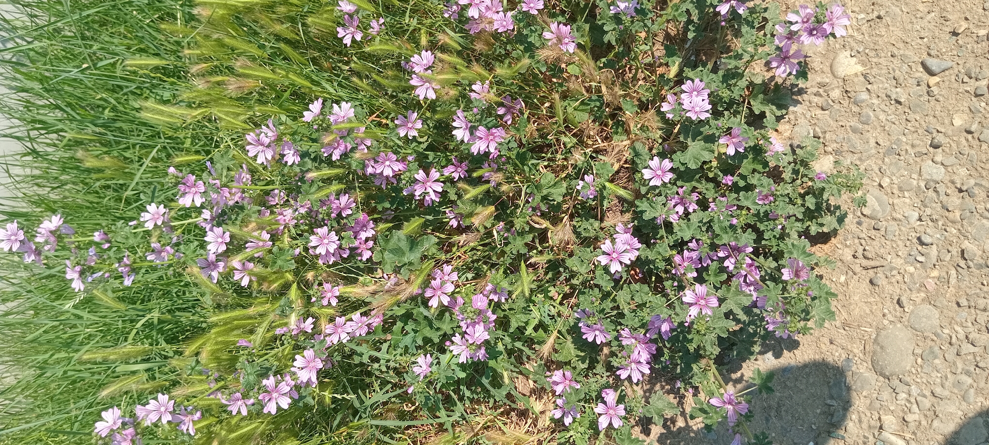 The image shows a patch of wild mallow flowers with pink and purple petals, interspersed with blades of green grass and some dried wheat stalks. The flowers are blooming abundantly, with some petals slightly curled and veined. The leaves of the mallow plant are lobed and a medium green color. The scene is set on the edge of a dirt path covered with small stones and pebbles, indicating an outdoor, possibly rural or undeveloped area. The lighting suggests it's daytime, likely with bright sunlight casting a shadow on the lower right portion of the image. The overall mood is natural and serene, highlighting the beauty of wild flora in its environment. There is no visible text in the image.
