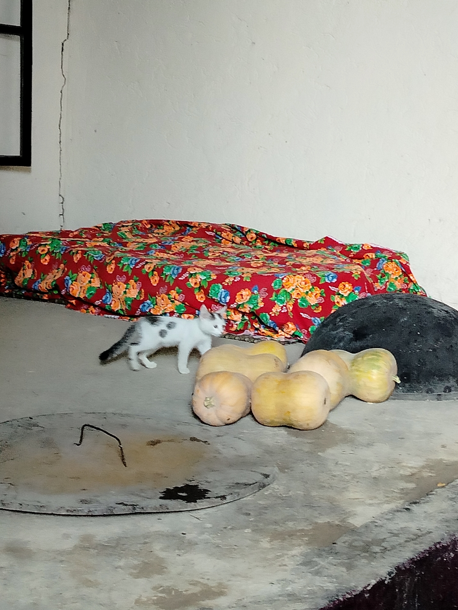 A young, black and white spotted kitten walks across a concrete floor in front of a pile of elongated yellow squash. Behind the kitten and squash, a bed is covered with a red floral patterned blanket. To the right of the squash, a large, dark, dome-shaped object is visible. The wall behind the bed has a significant vertical crack. To the left of the bed, a portion of a black rectangular frame is visible, likely a window. The scene appears to be indoors, possibly in a rural setting within the city of Kölkent, Kazakhstan.
